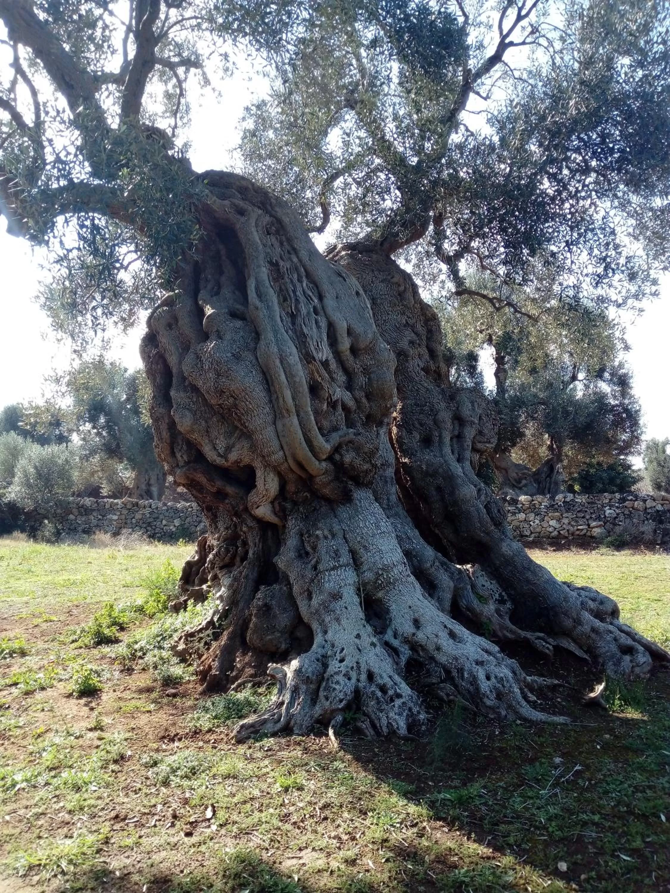 Natural landscape in Agriturismo Masseria Alberotanza