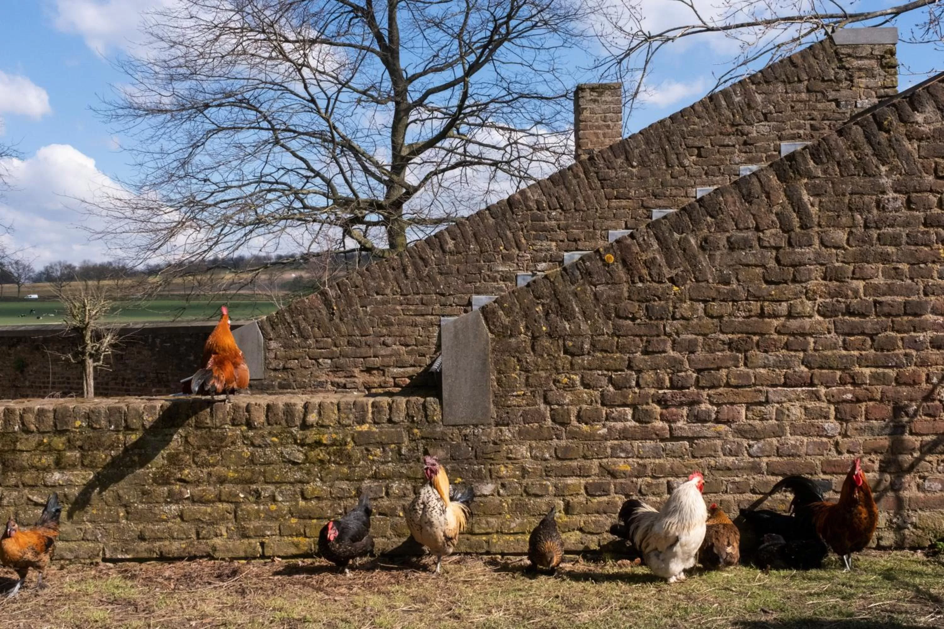 Animals in Meschermolen