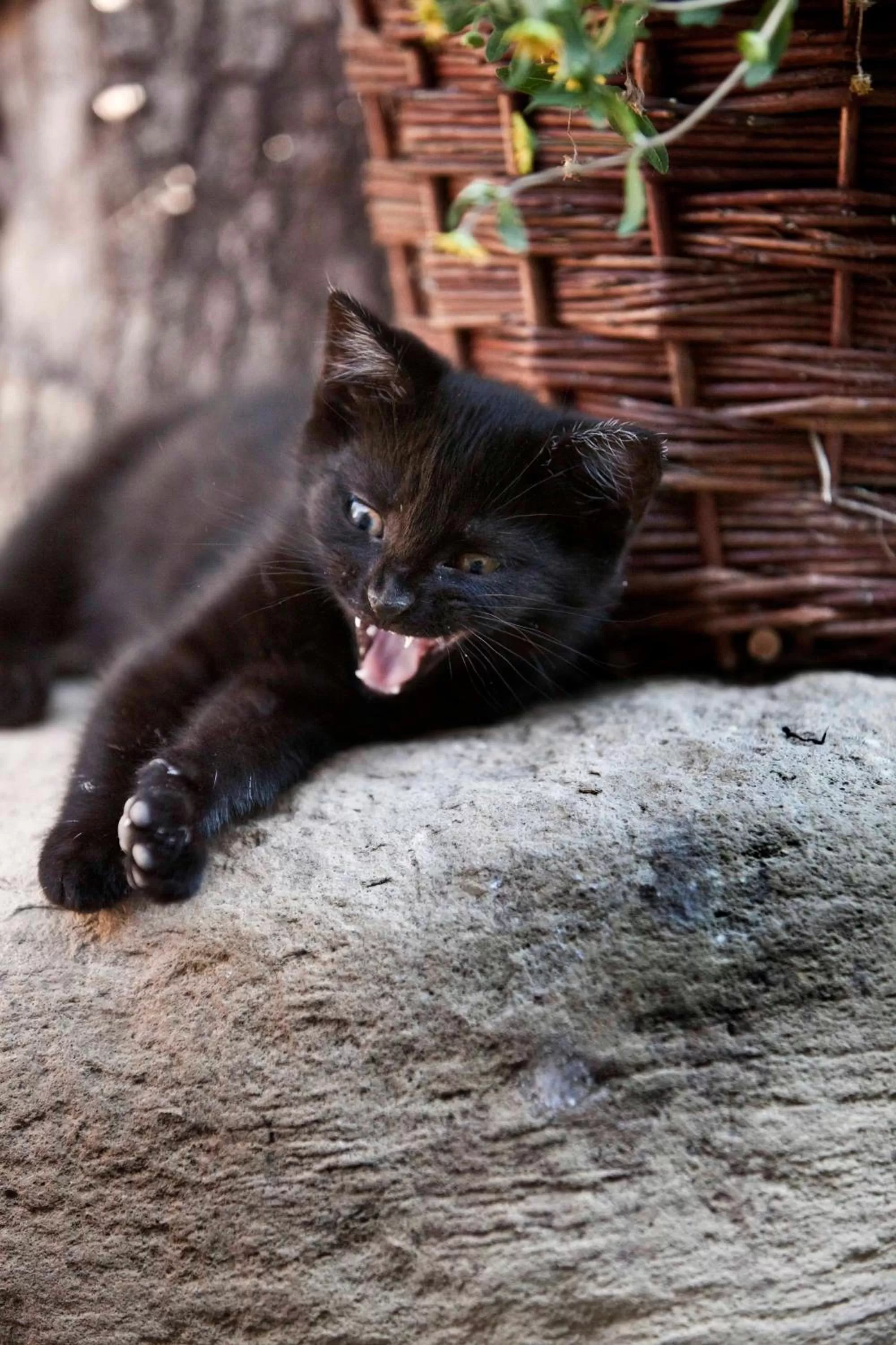 Pets in Hotel Hüttenmühle Hillscheid