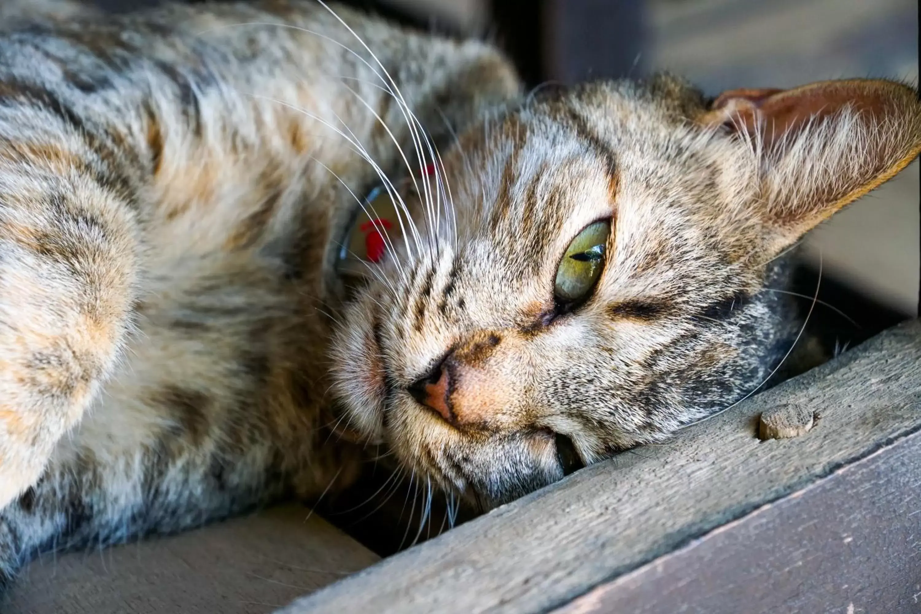 Pets in Hotel Boruca Tamarindo