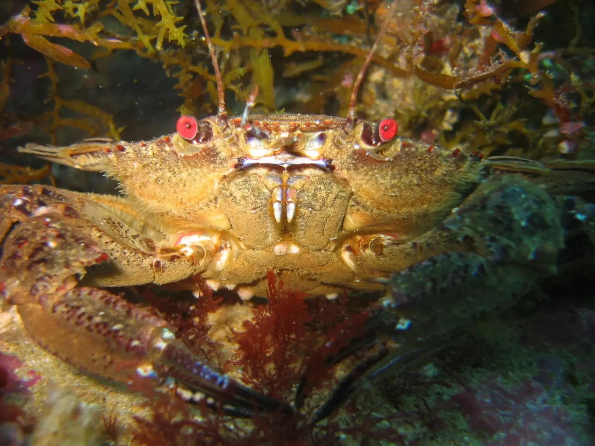 Diving, Other Animals in PuraVida Divehouse