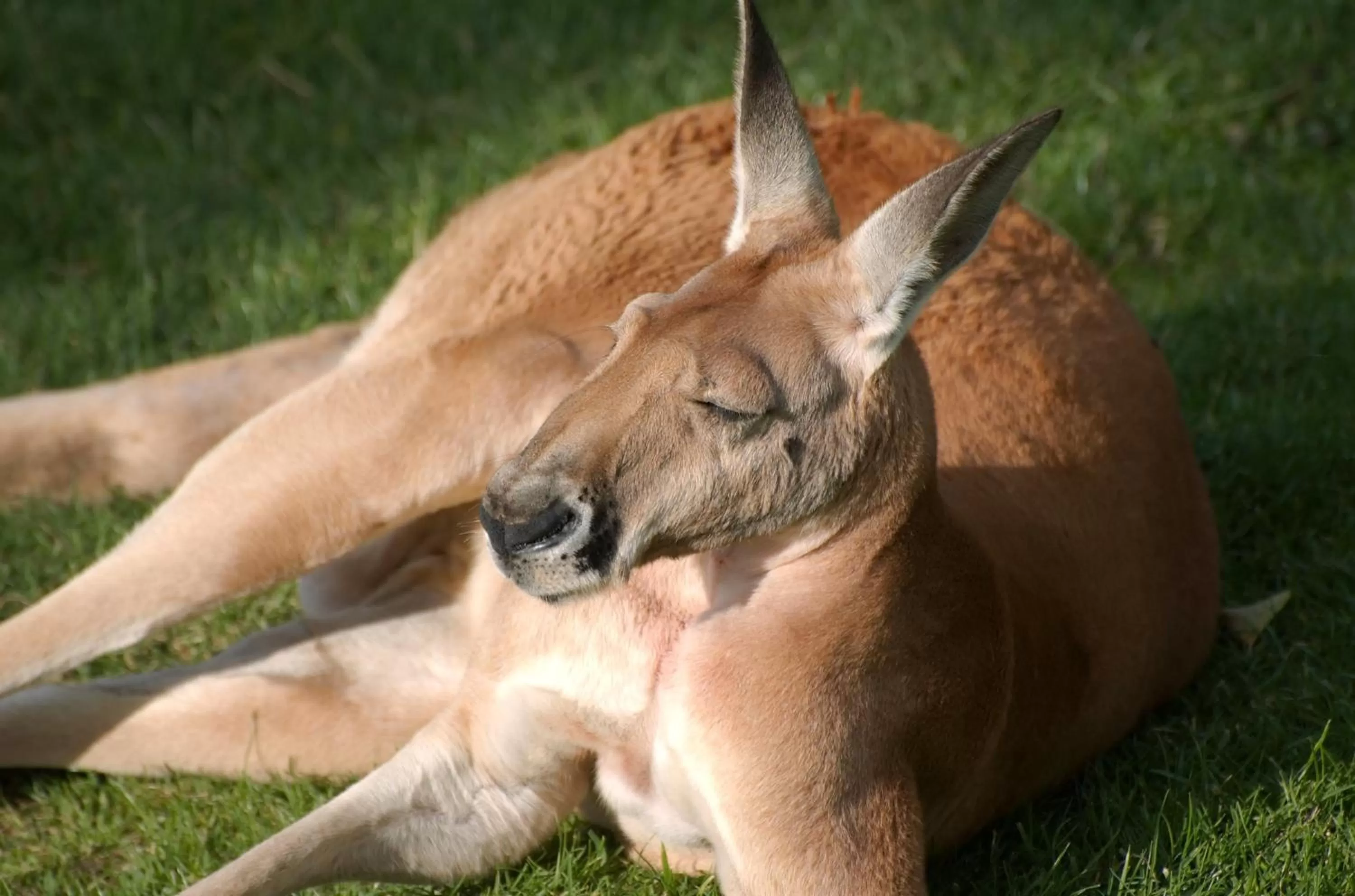 Animals in Noosa North Shore Retreat