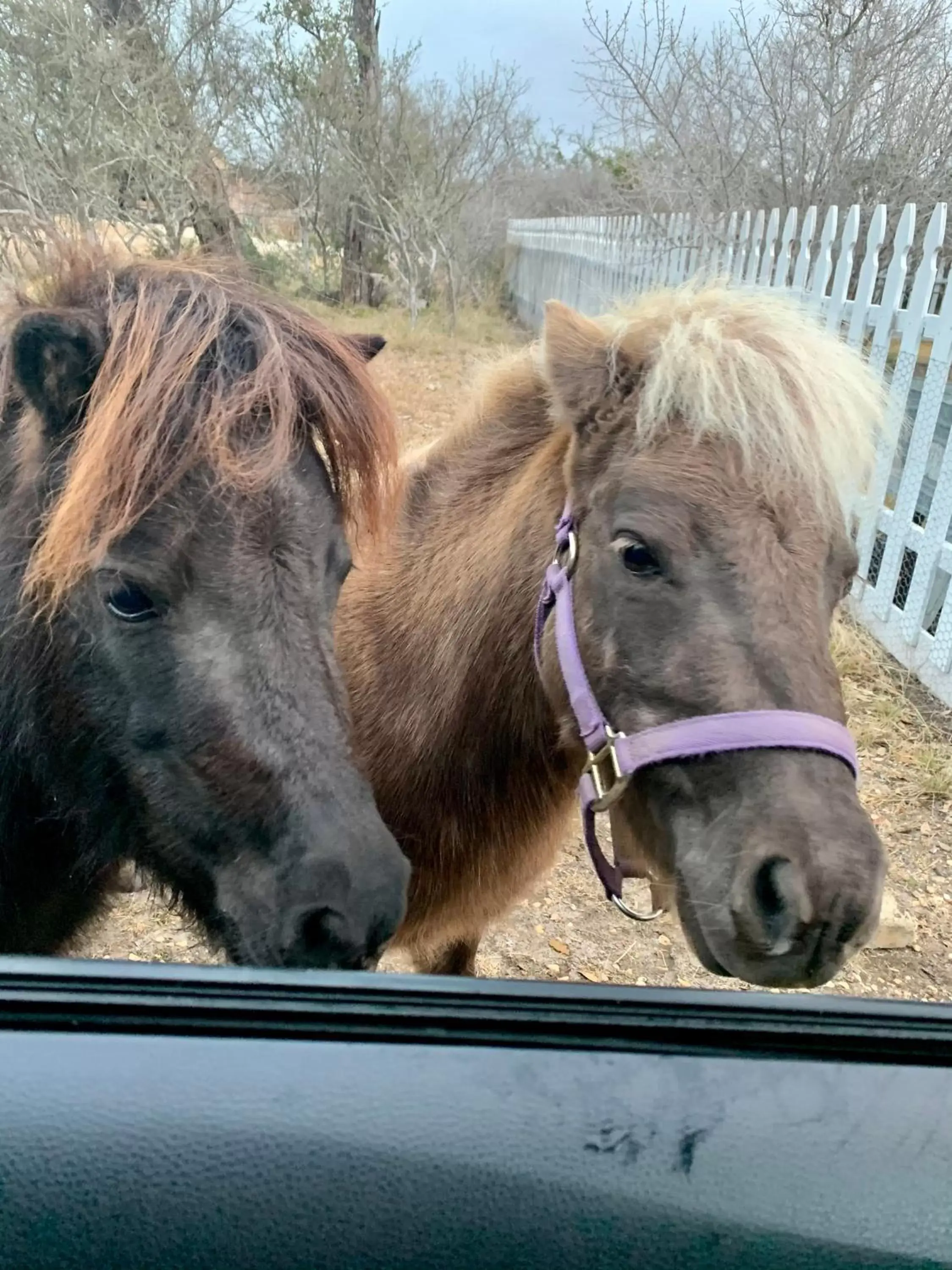 Other Animals in City on a Hill at Spring Creek