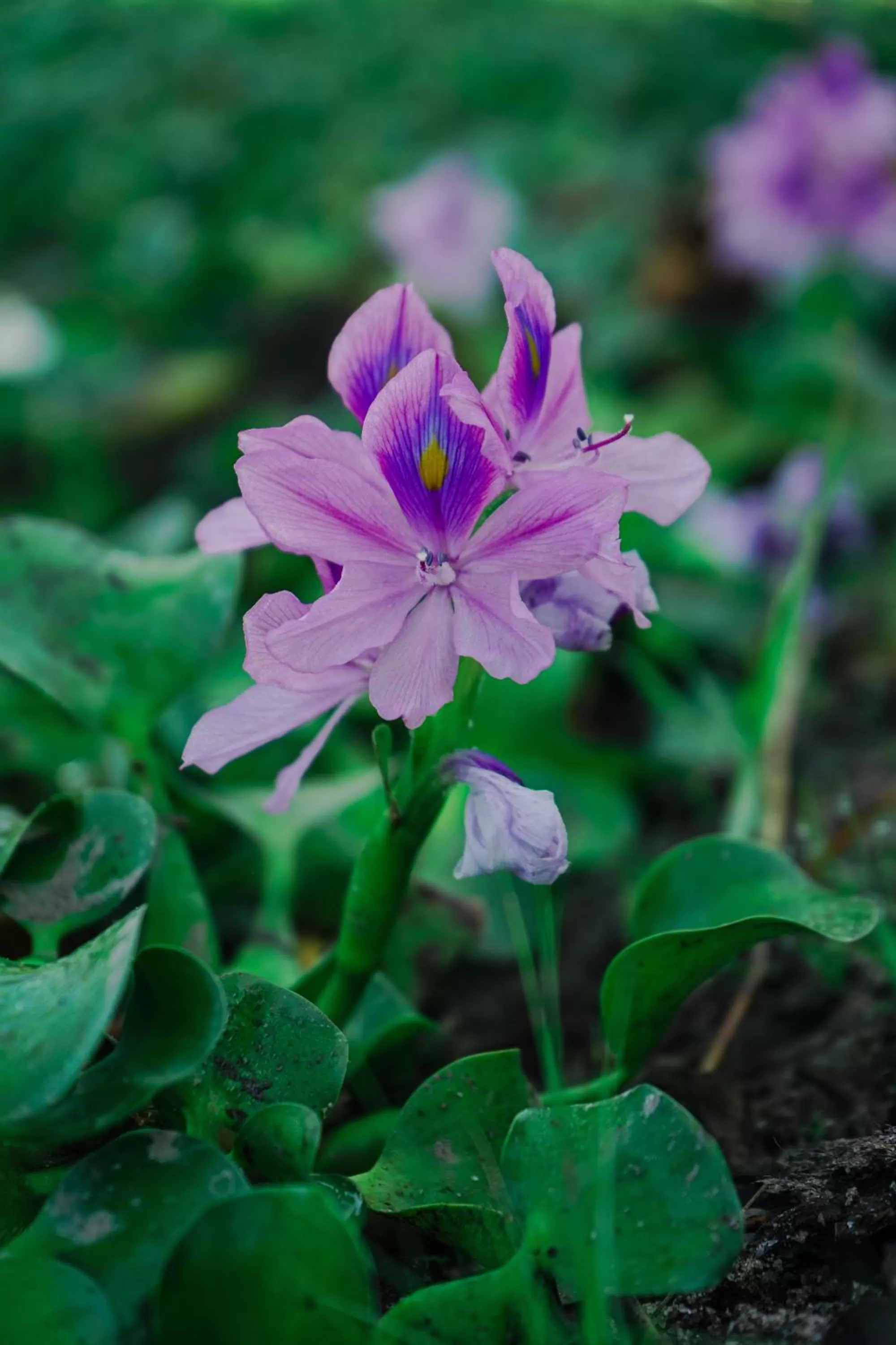 Garden in The Gemalai Village