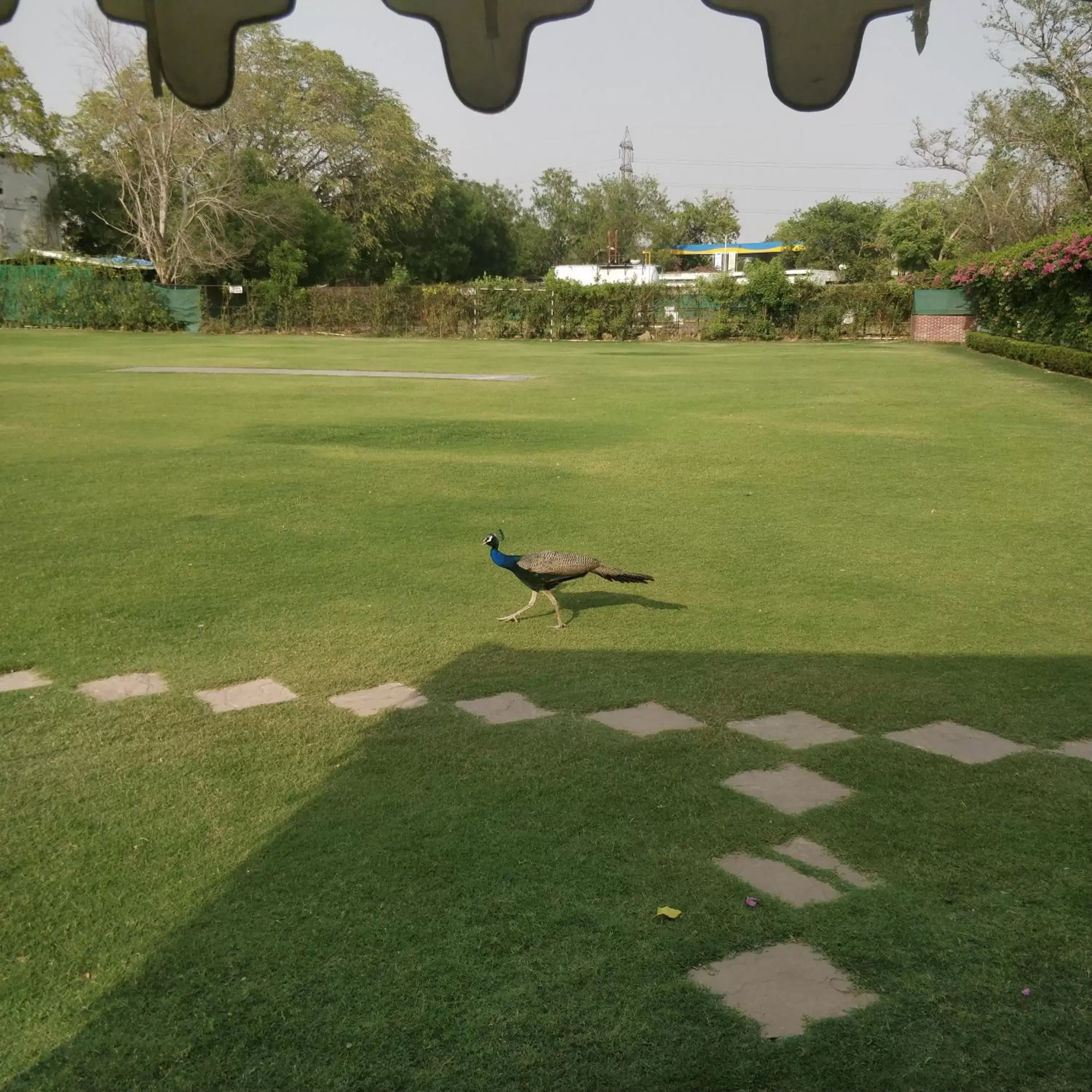 Garden in Trident Agra