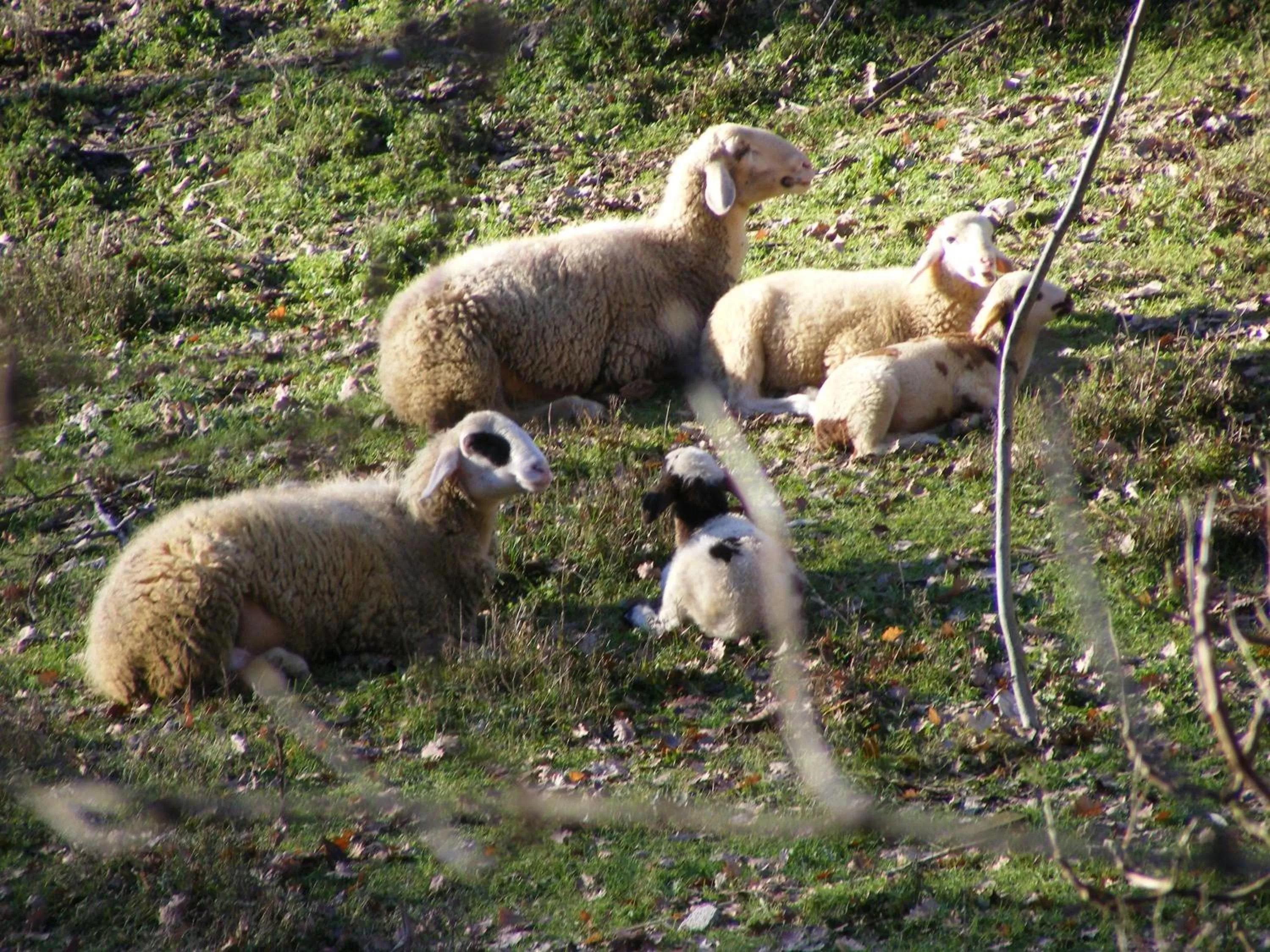 Animals, Other Animals in Bed & Breakfast La Gaggiaspina