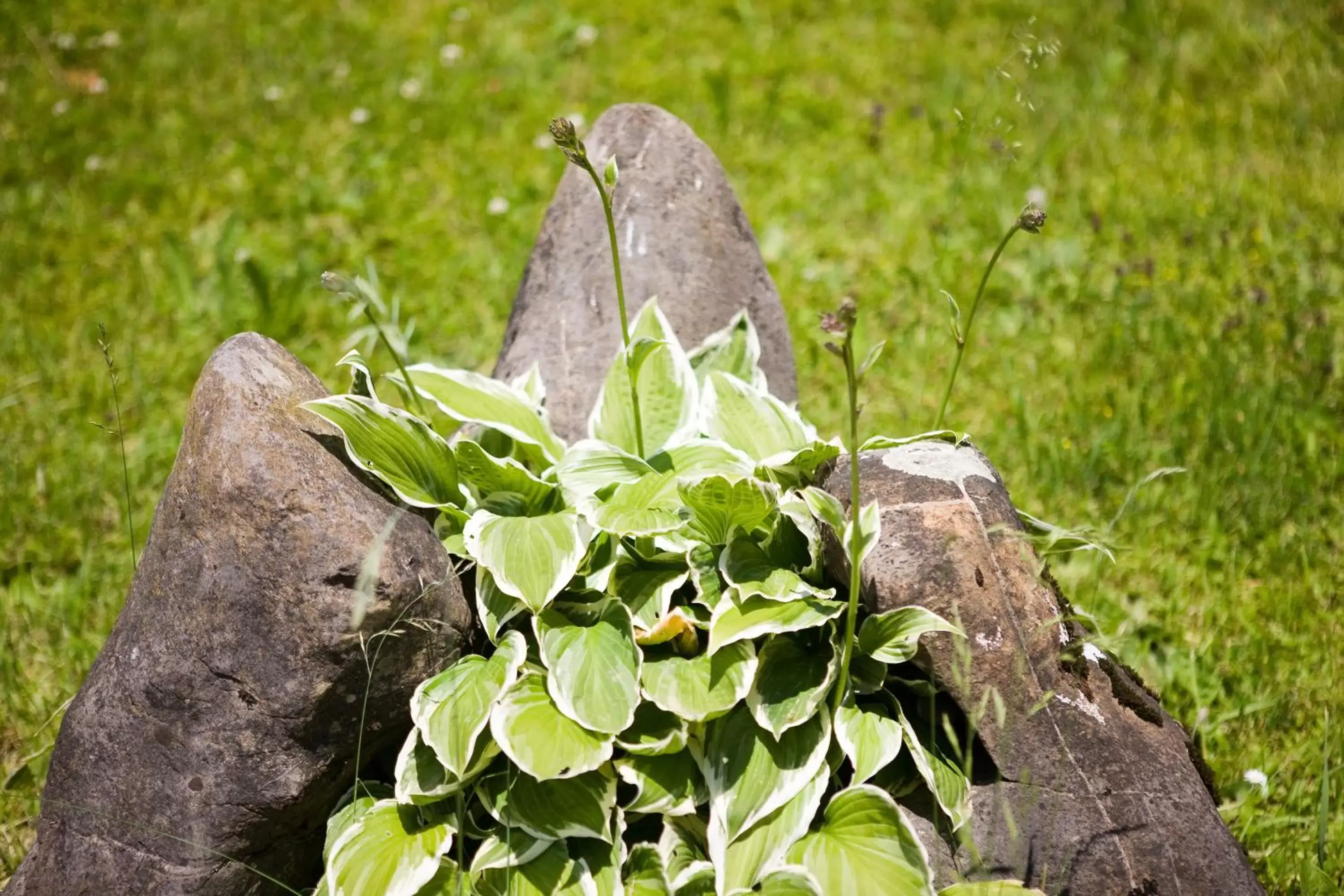 Garden, Other Animals in Parkhotel Schoenegg