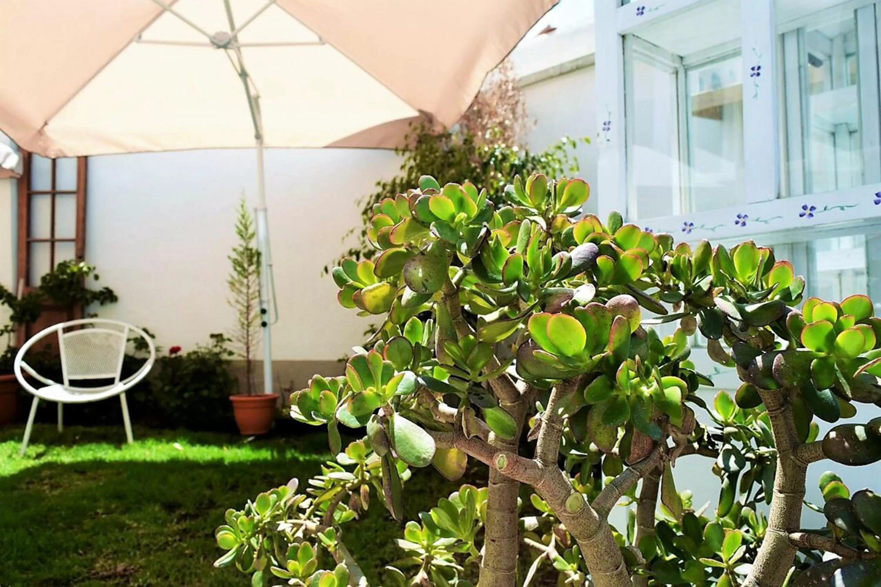 Garden in Casa Fusion Hotel Boutique