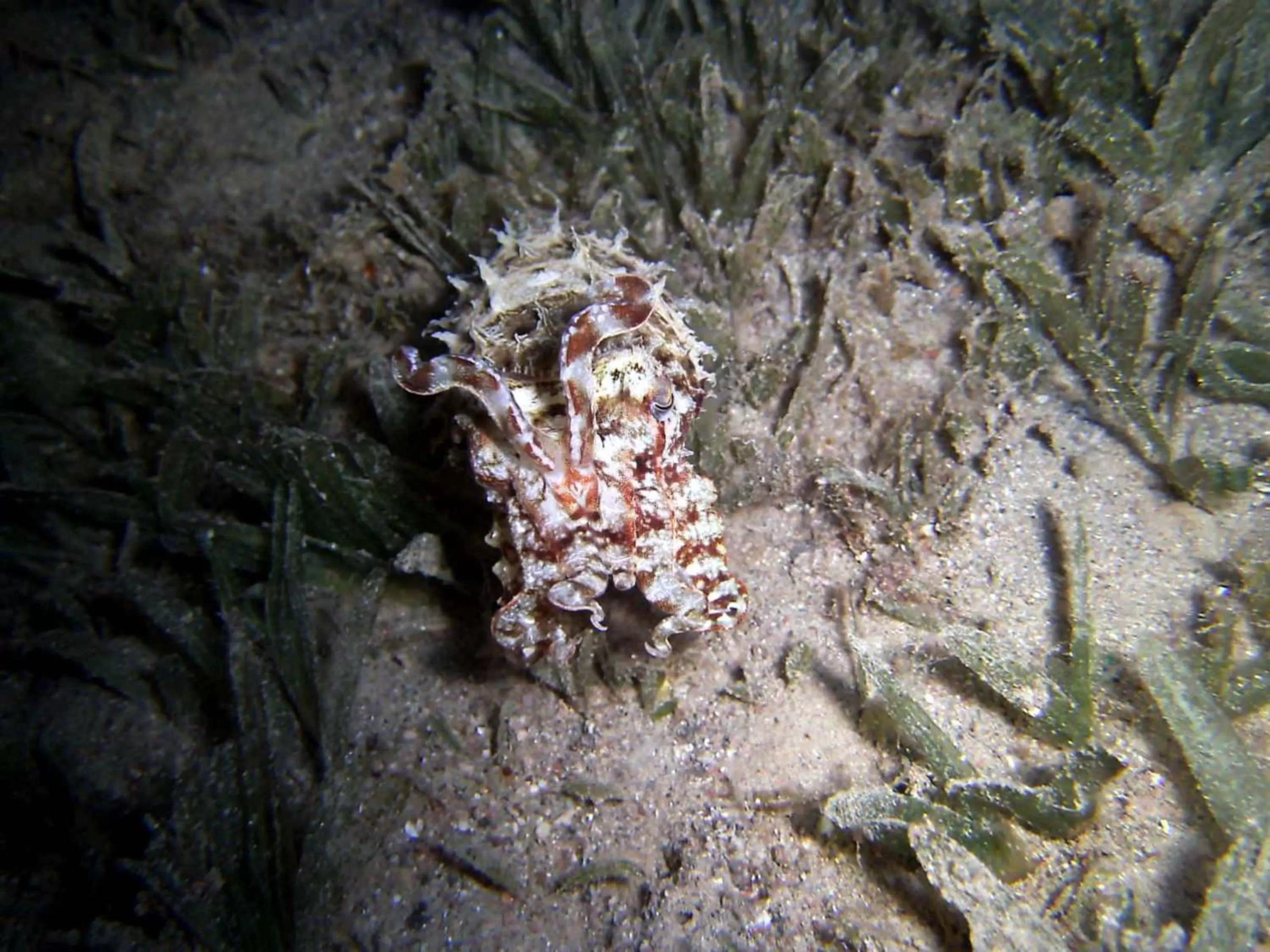 Diving in Arab Divers Dive Center and Bed & Breakfast