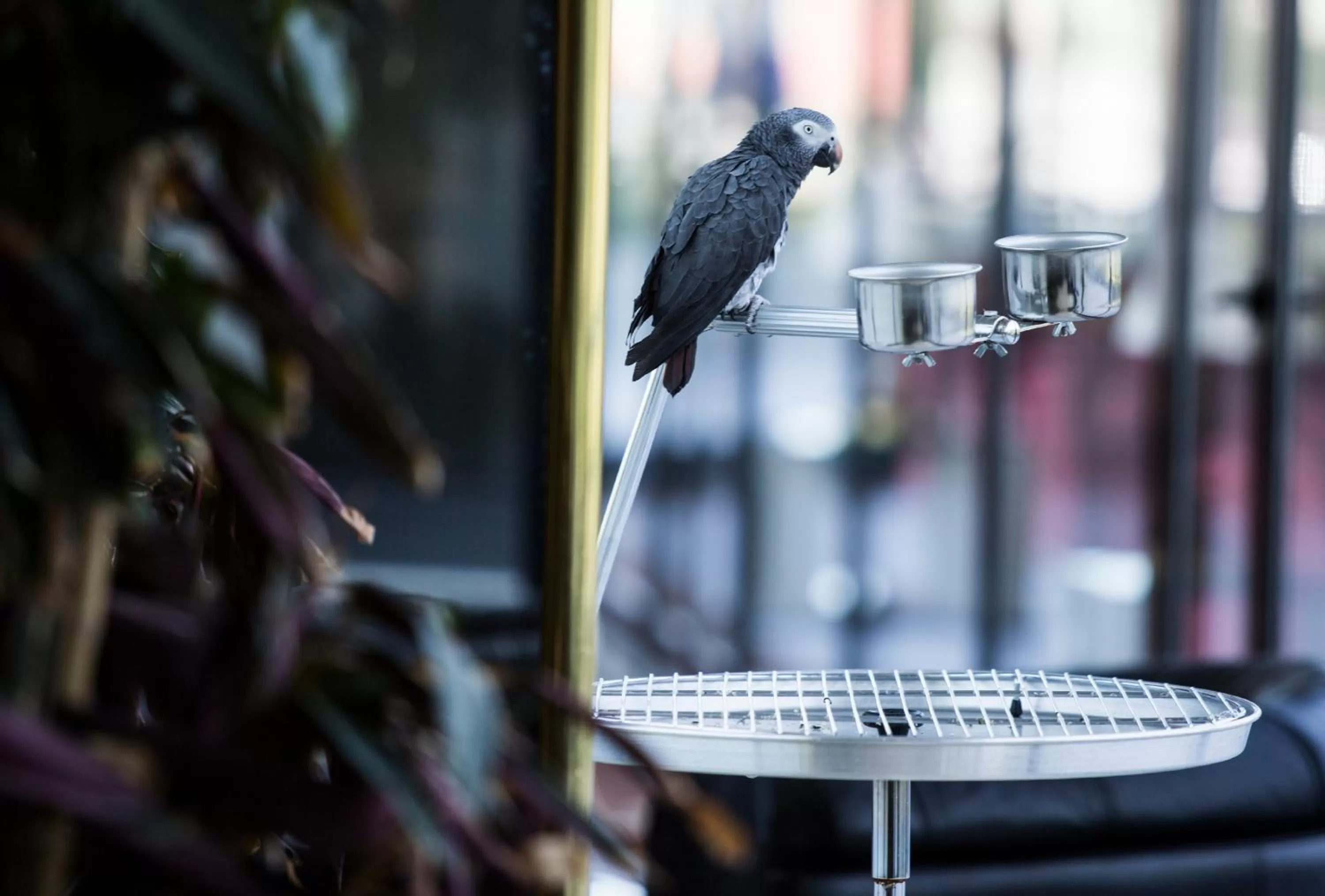 Animals in Hotel Miracorgo