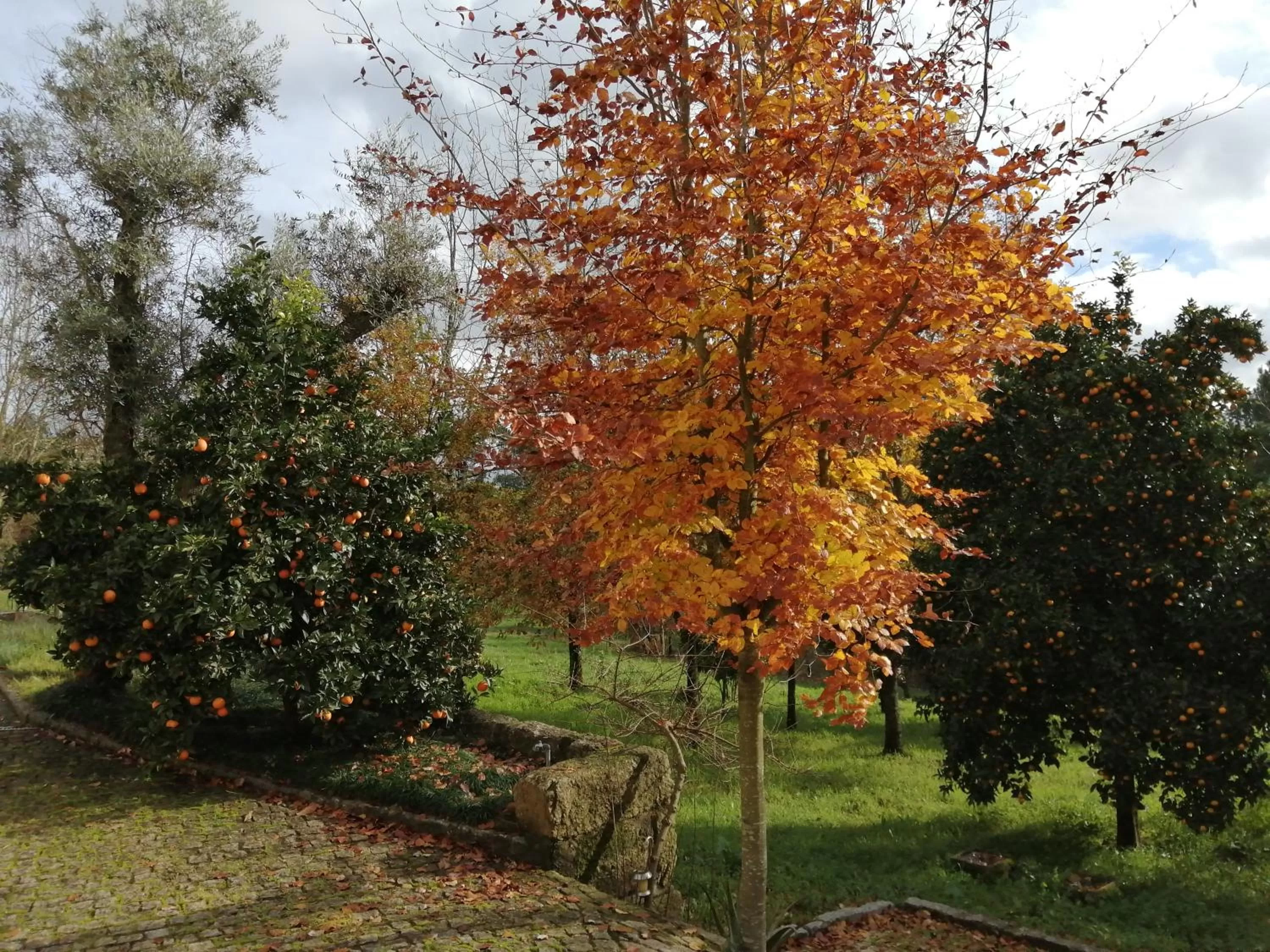 Garden in VianasHome