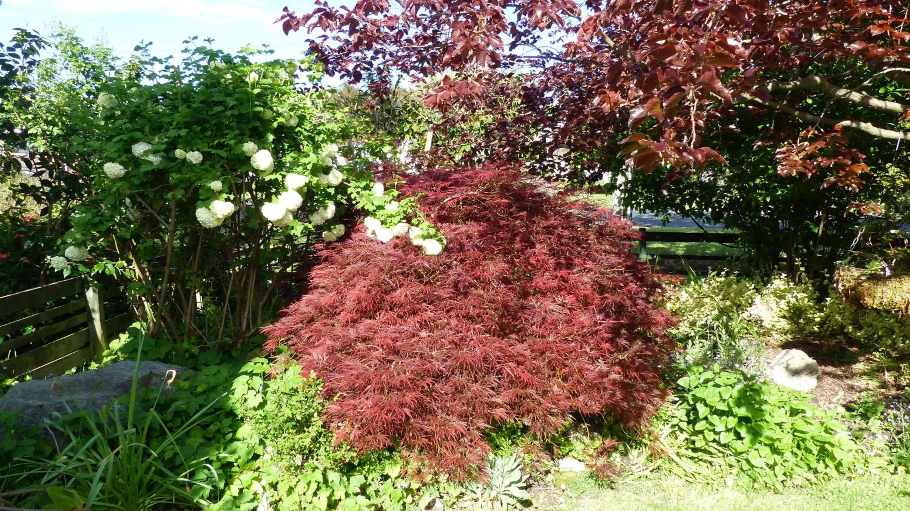 Garden view in Ashcroft Gardens Bed & Breakfast