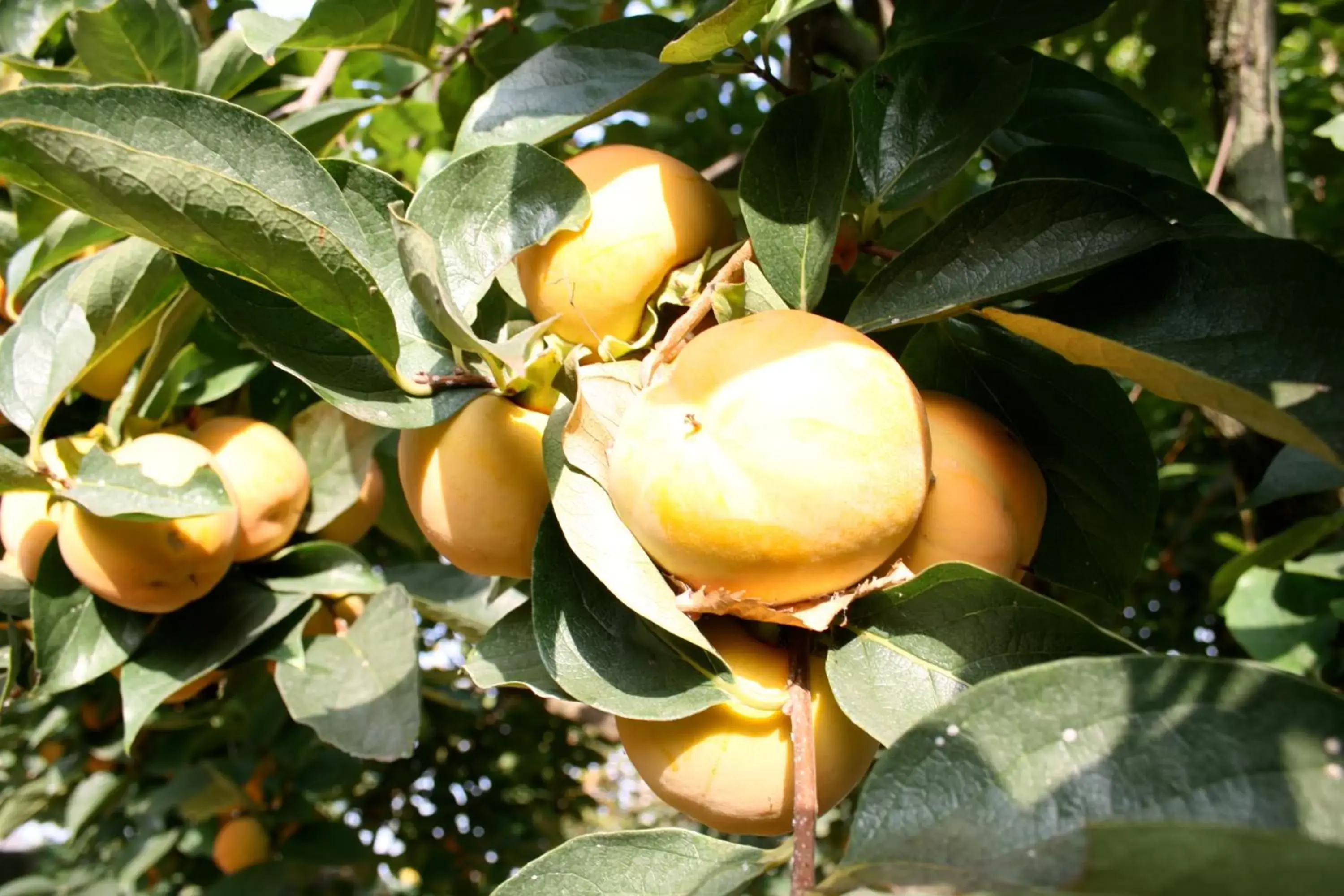 Garden, Food in Corte Posta B&B