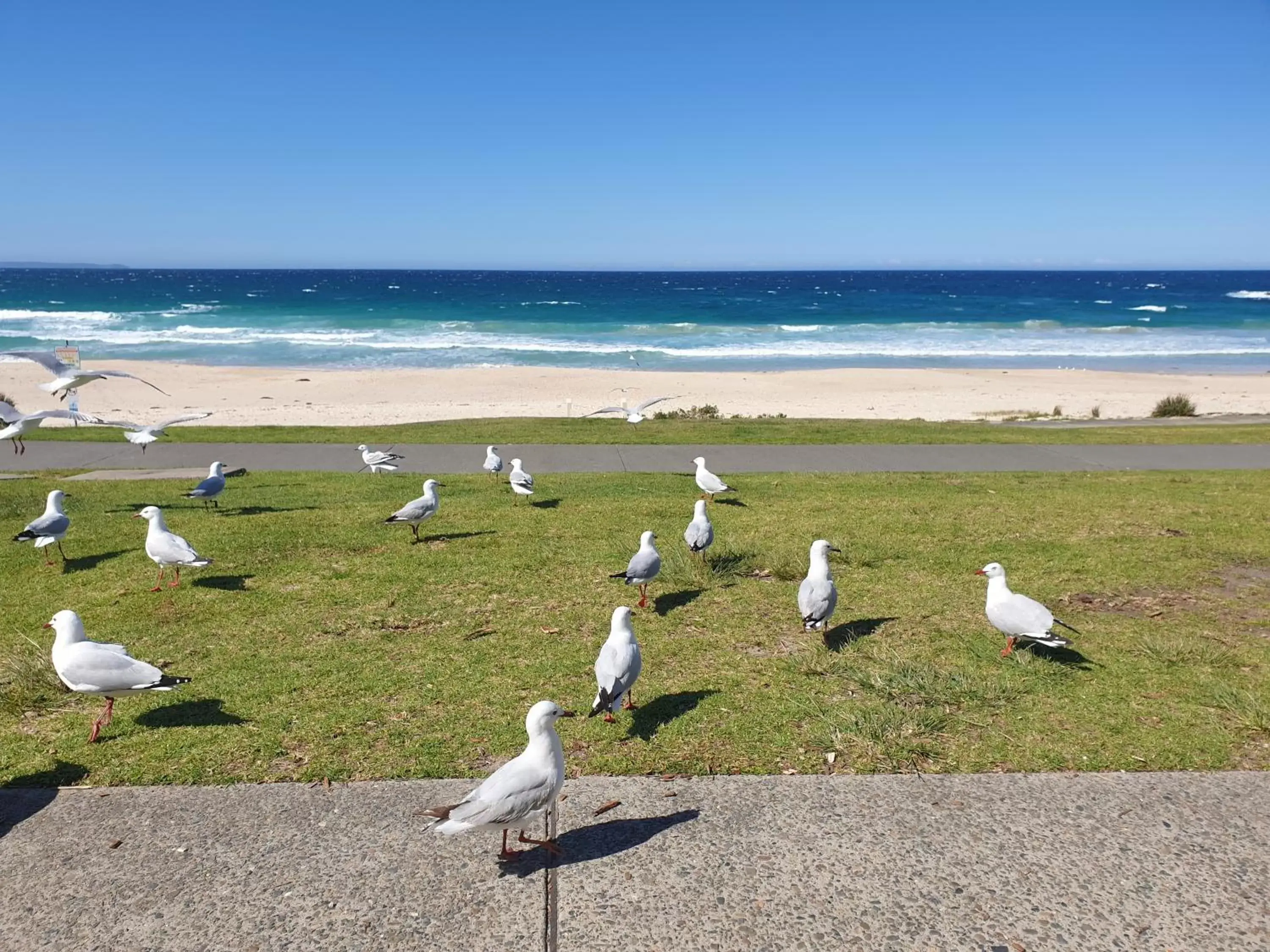 Beach, Other Animals in Sandpiper Motel Ulladulla