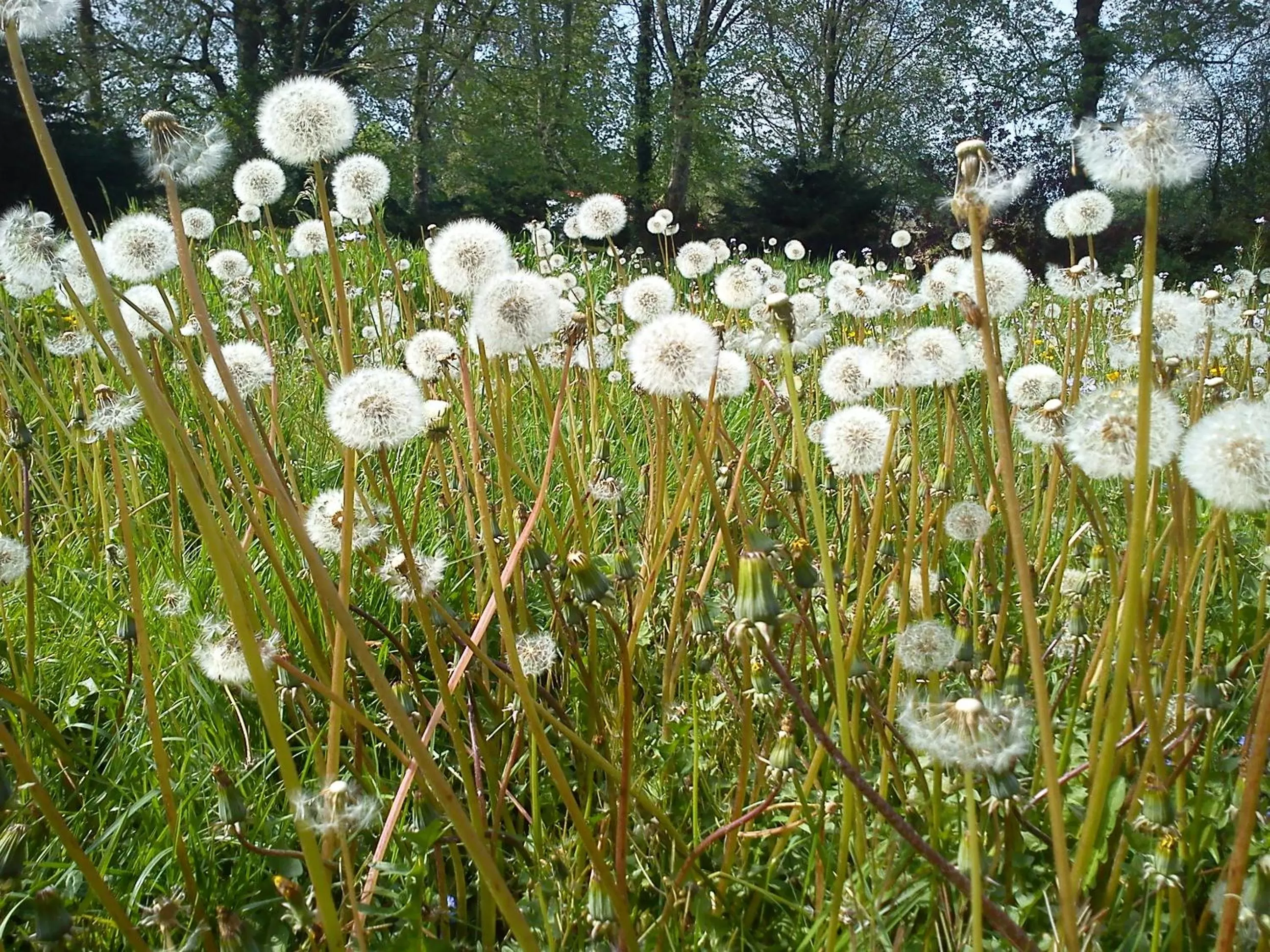 Other in Jardin de Carrejo