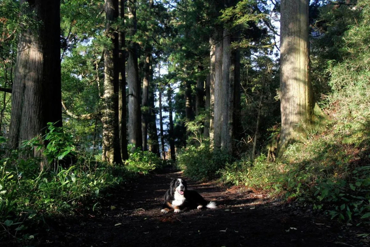 Nearby landmark in Jemsty Inn Hakone Ashinoko