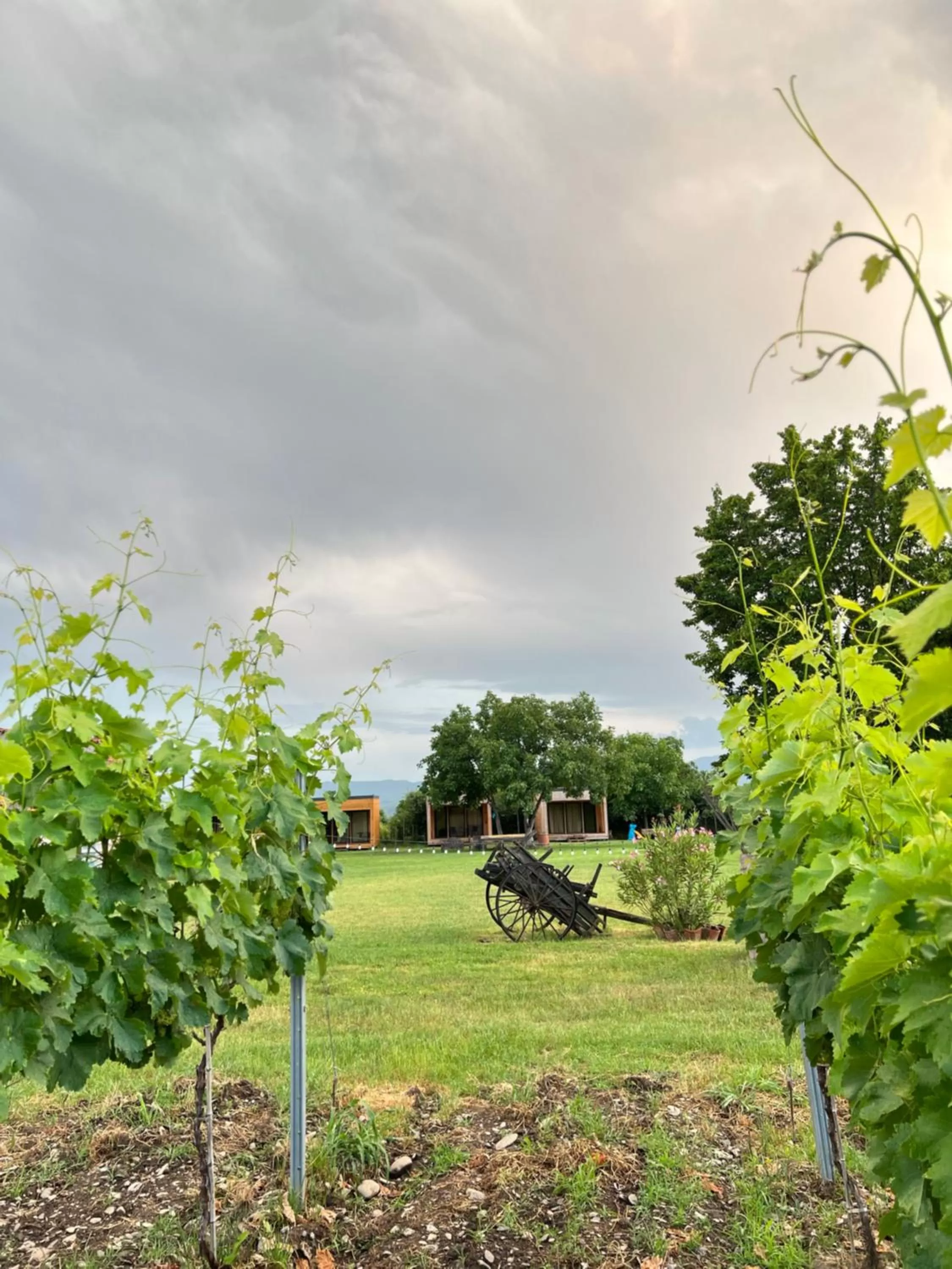 Property building, Garden in Chubini Winery & Cabins