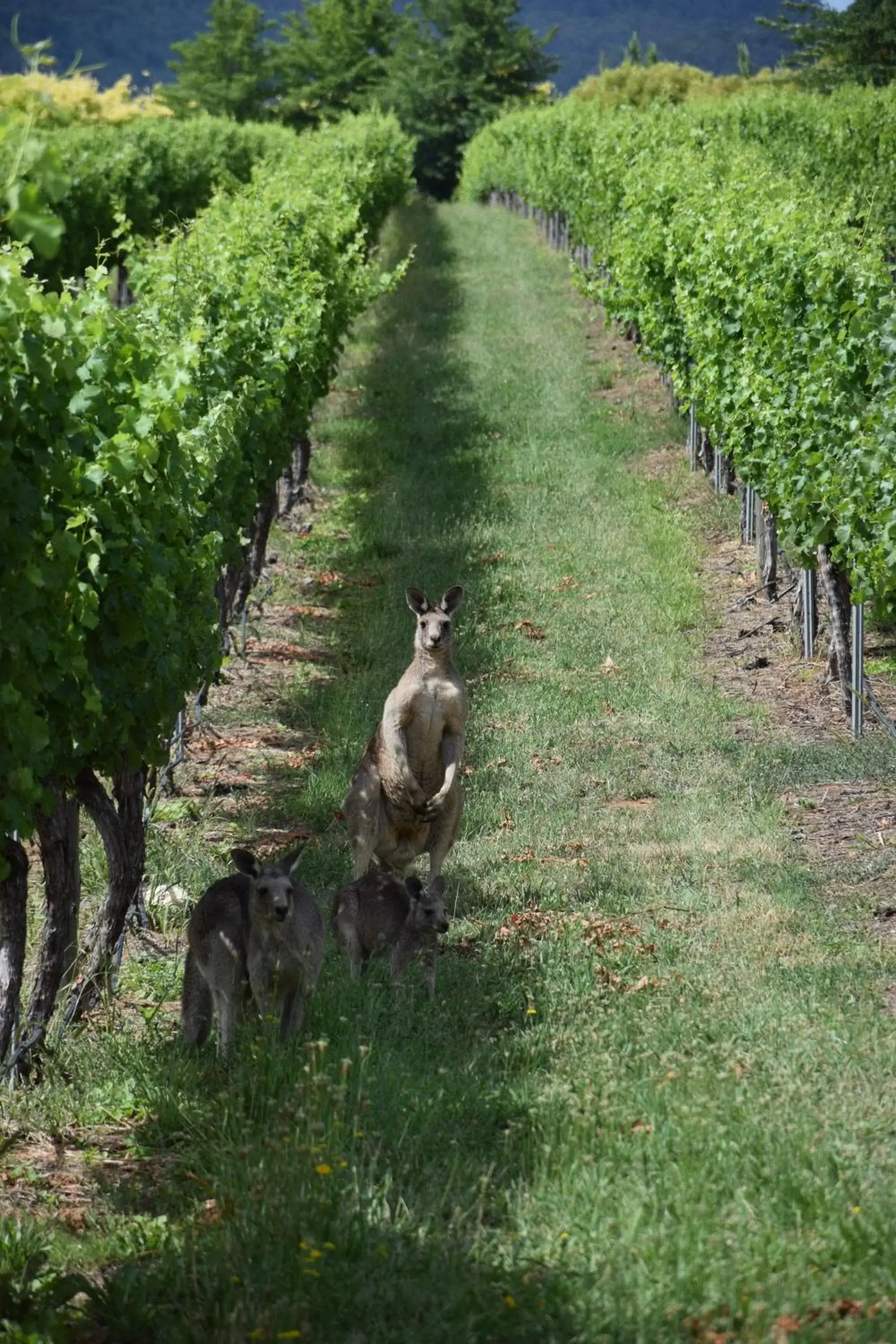 Animals, Other Animals in Borrodell Vineyard