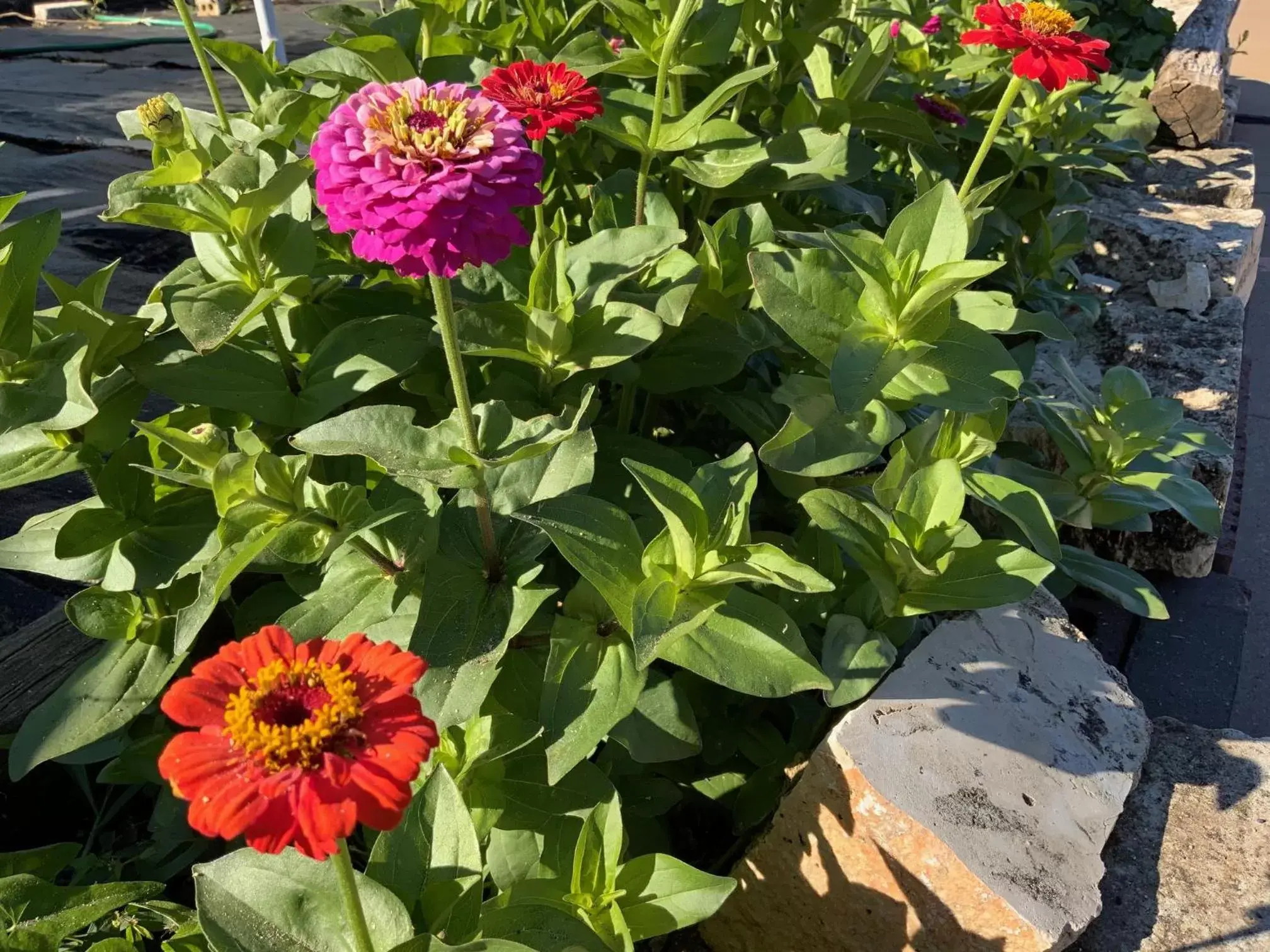 Garden in Regency Inn