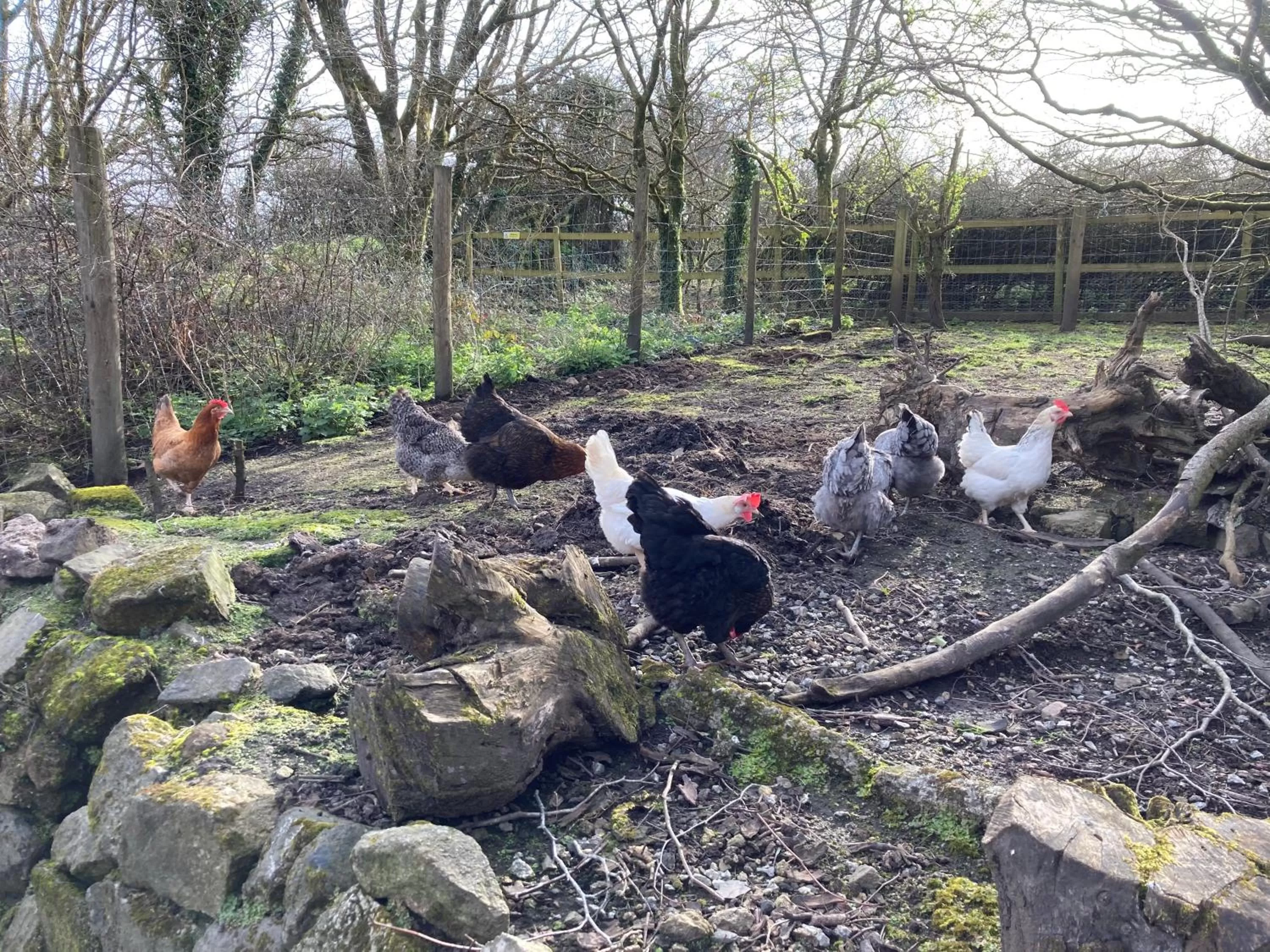 Animals, Other Animals in Higher Trenear Farm B&B