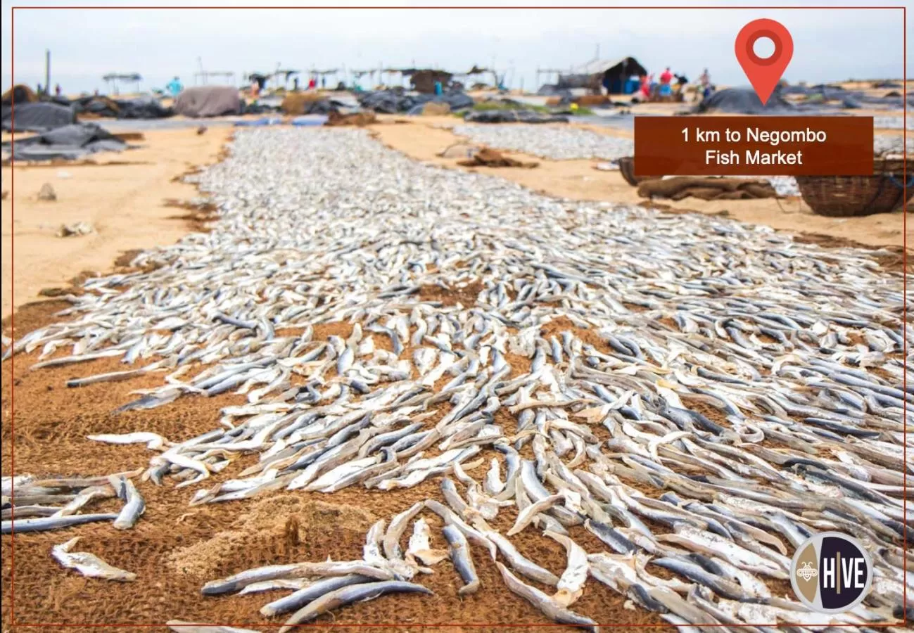 Natural landscape in Hive 68 Hotel and Resorts - Negombo