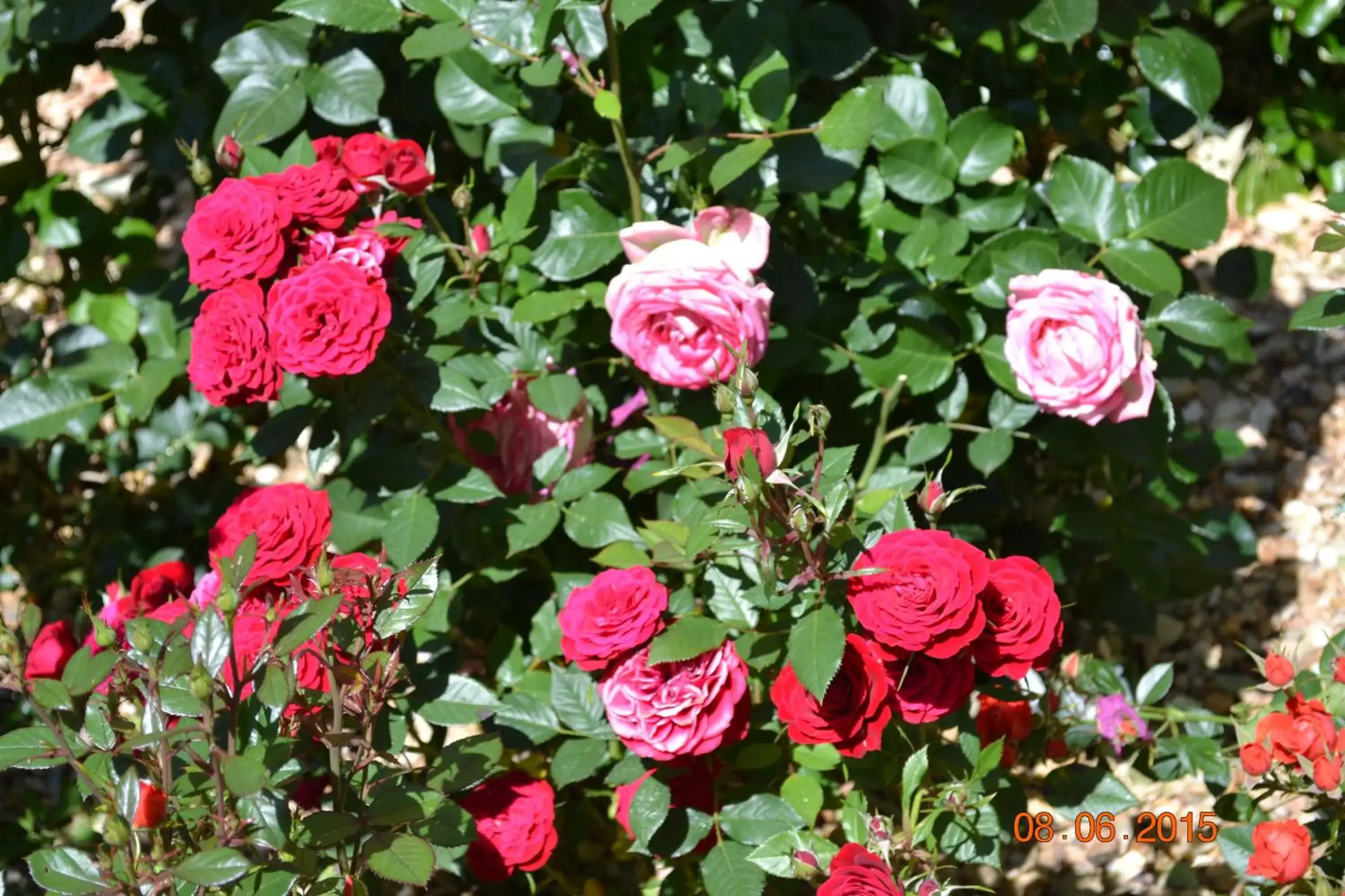 Garden in Hôtel Le Castel