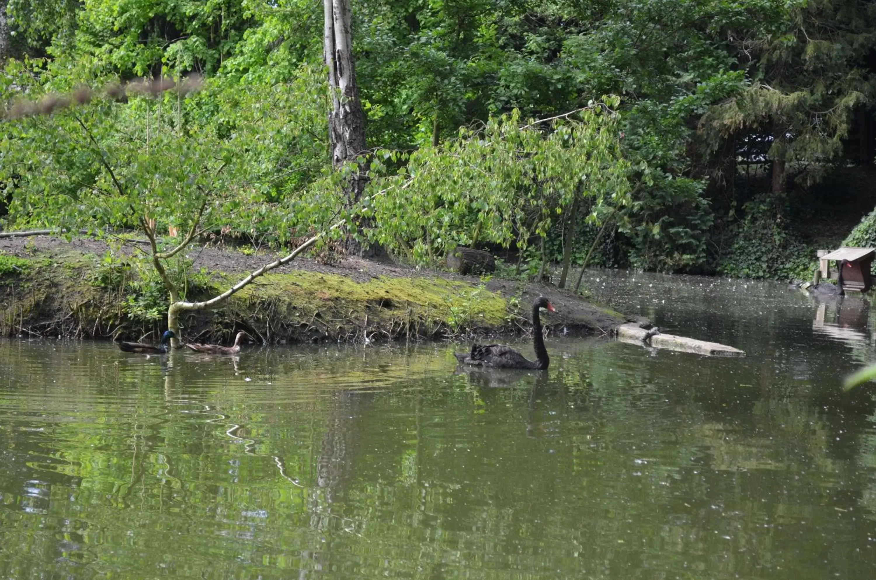 Animals, Other Animals in Worplesdon Place Hotel