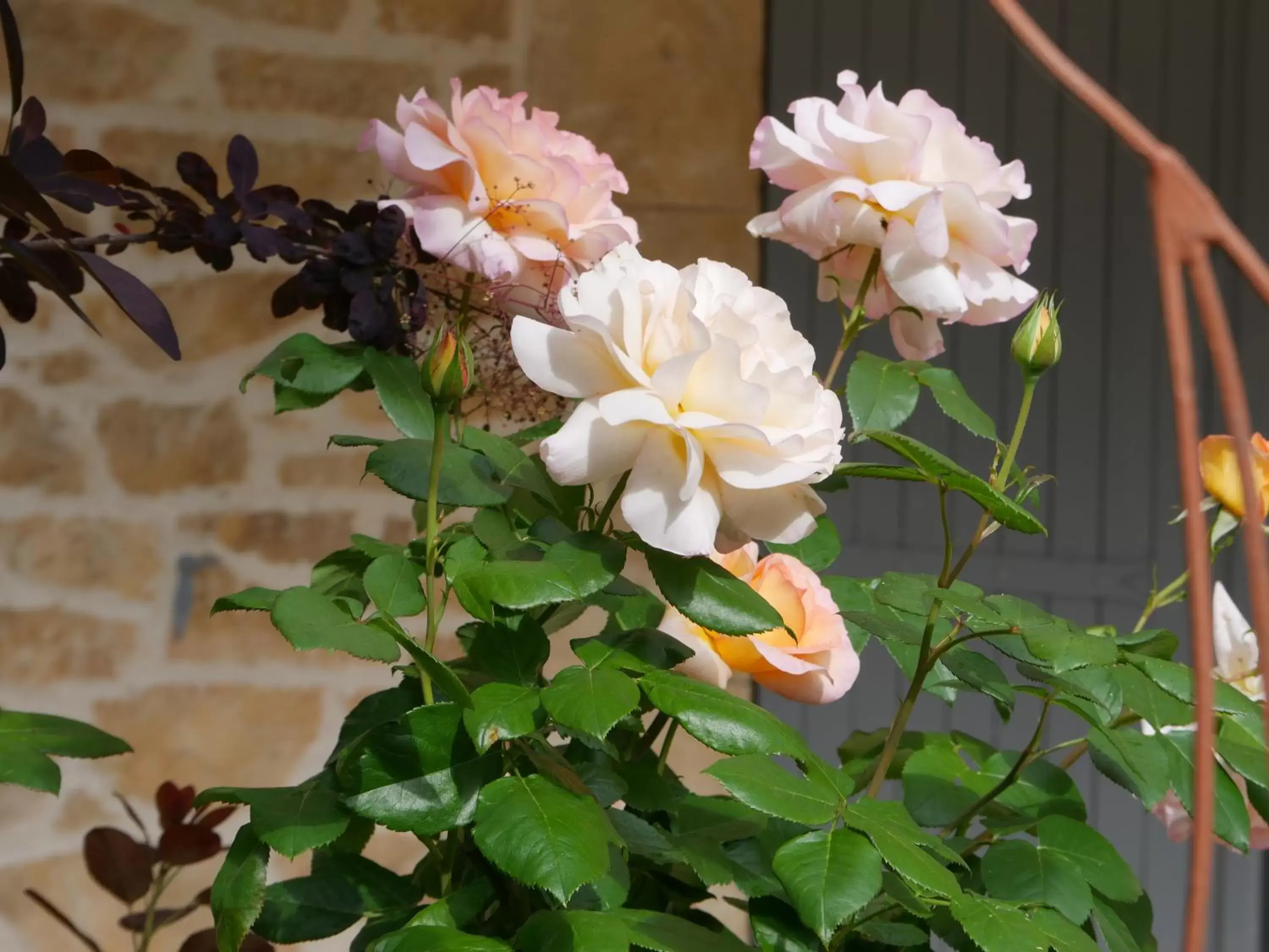 Spring in La Bastide du Mûrier