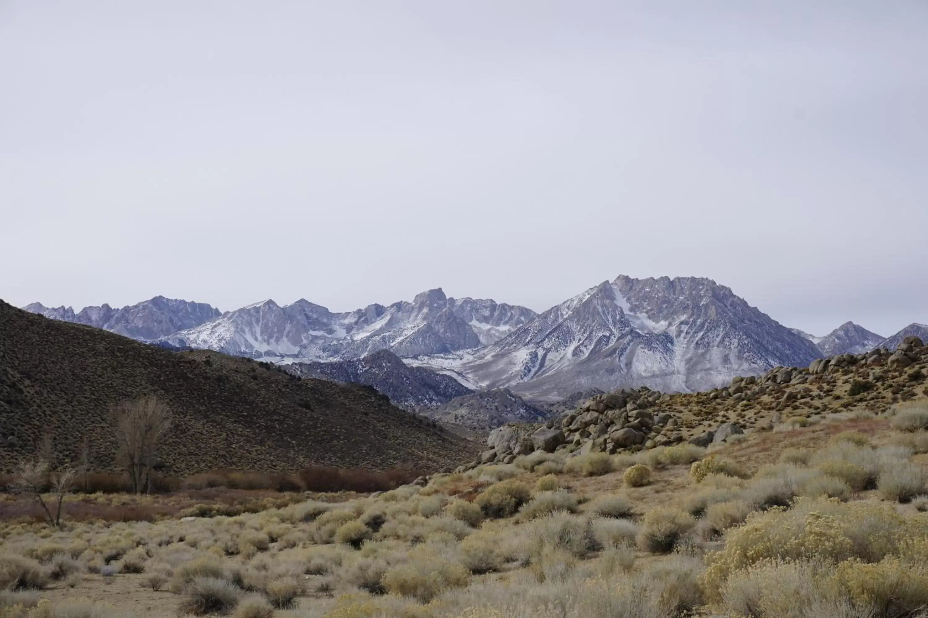 Bristlecone Motel