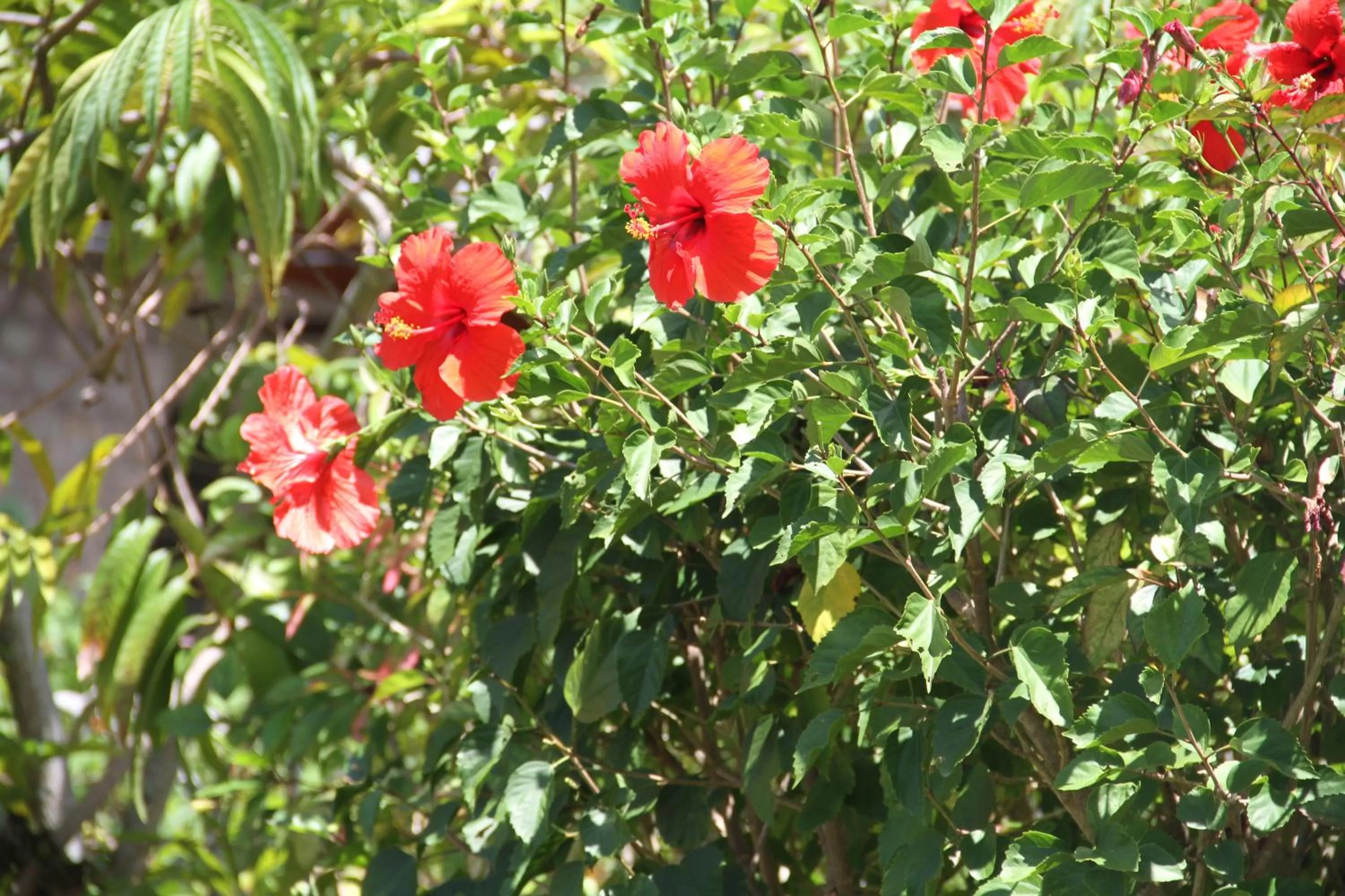 Garden in Daniella's Bungalows