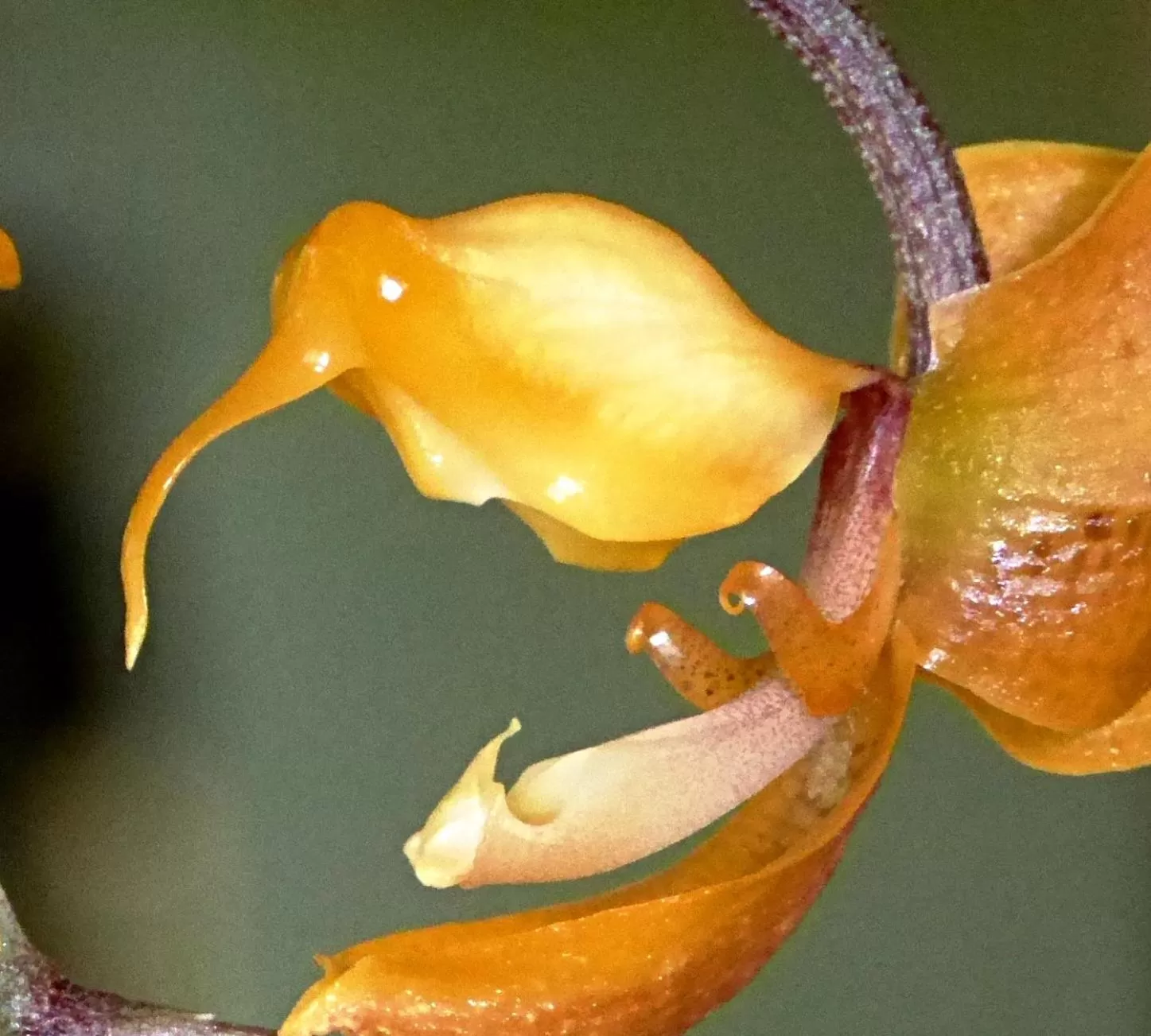 Other Animals in Pura Vida Hotel