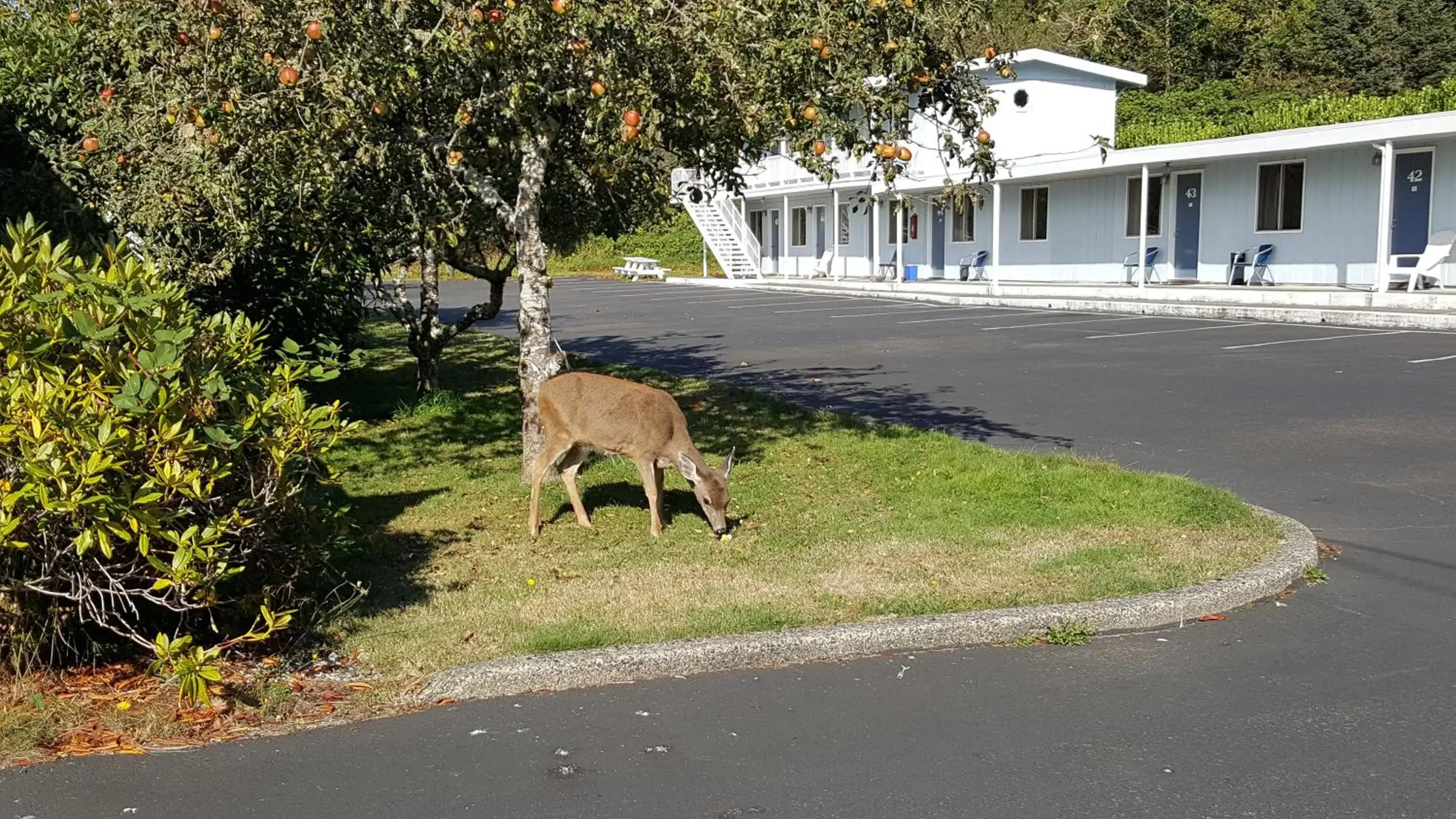 Animals in Winchester Bay Inn