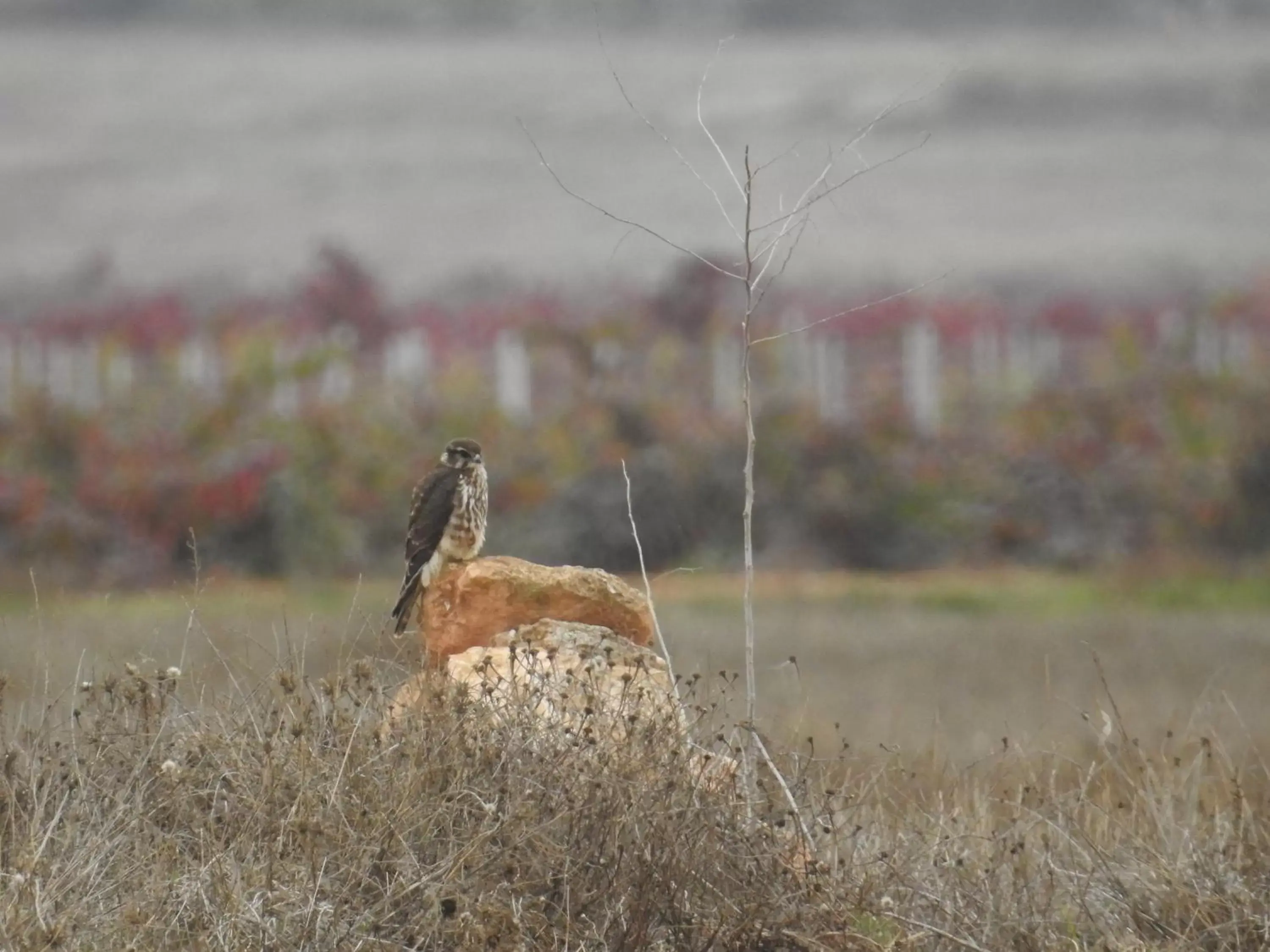 Activities, Other Animals in Finca El Romeral