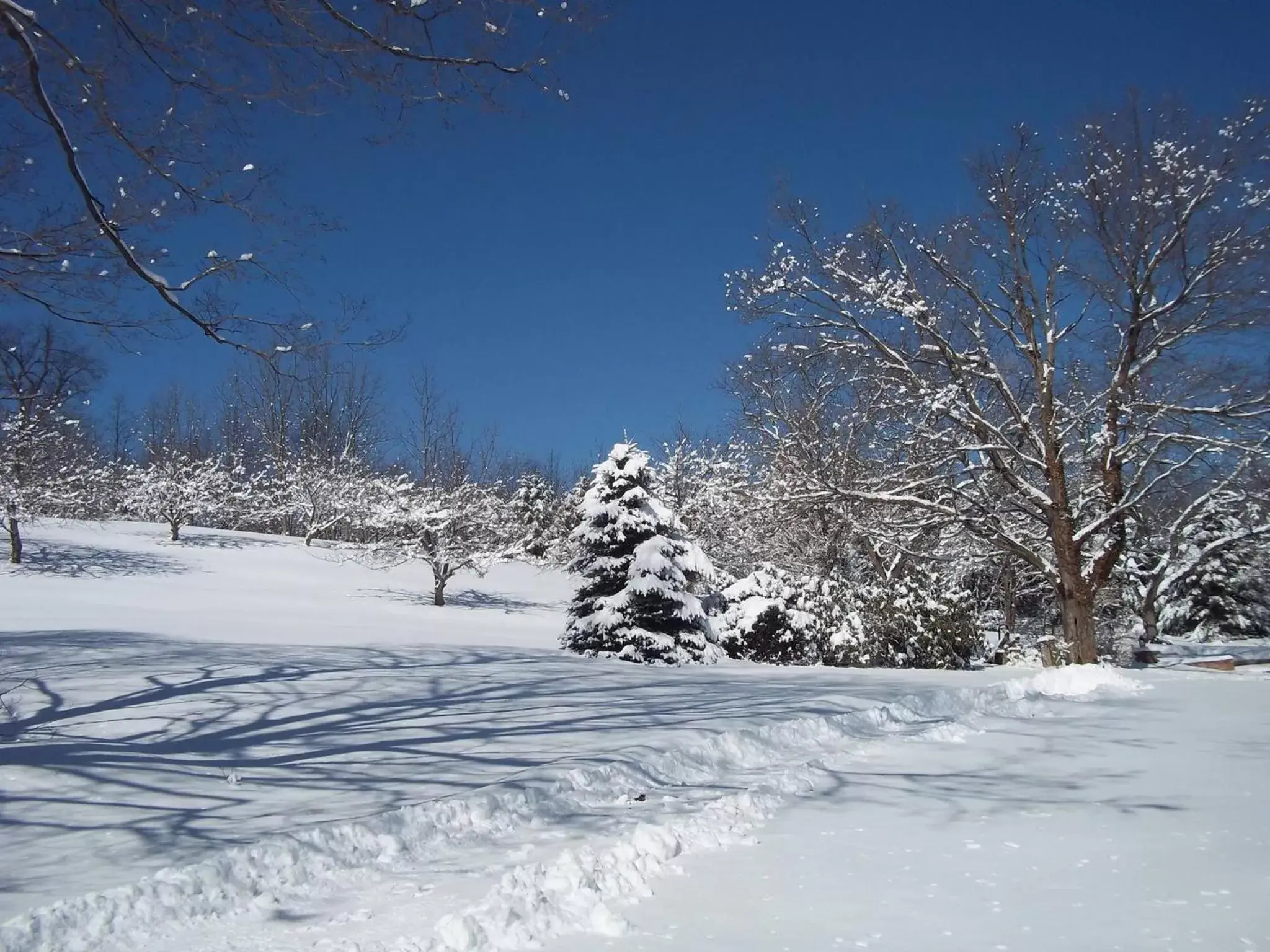 Natural landscape, Winter in Baneberry Meadows B&B