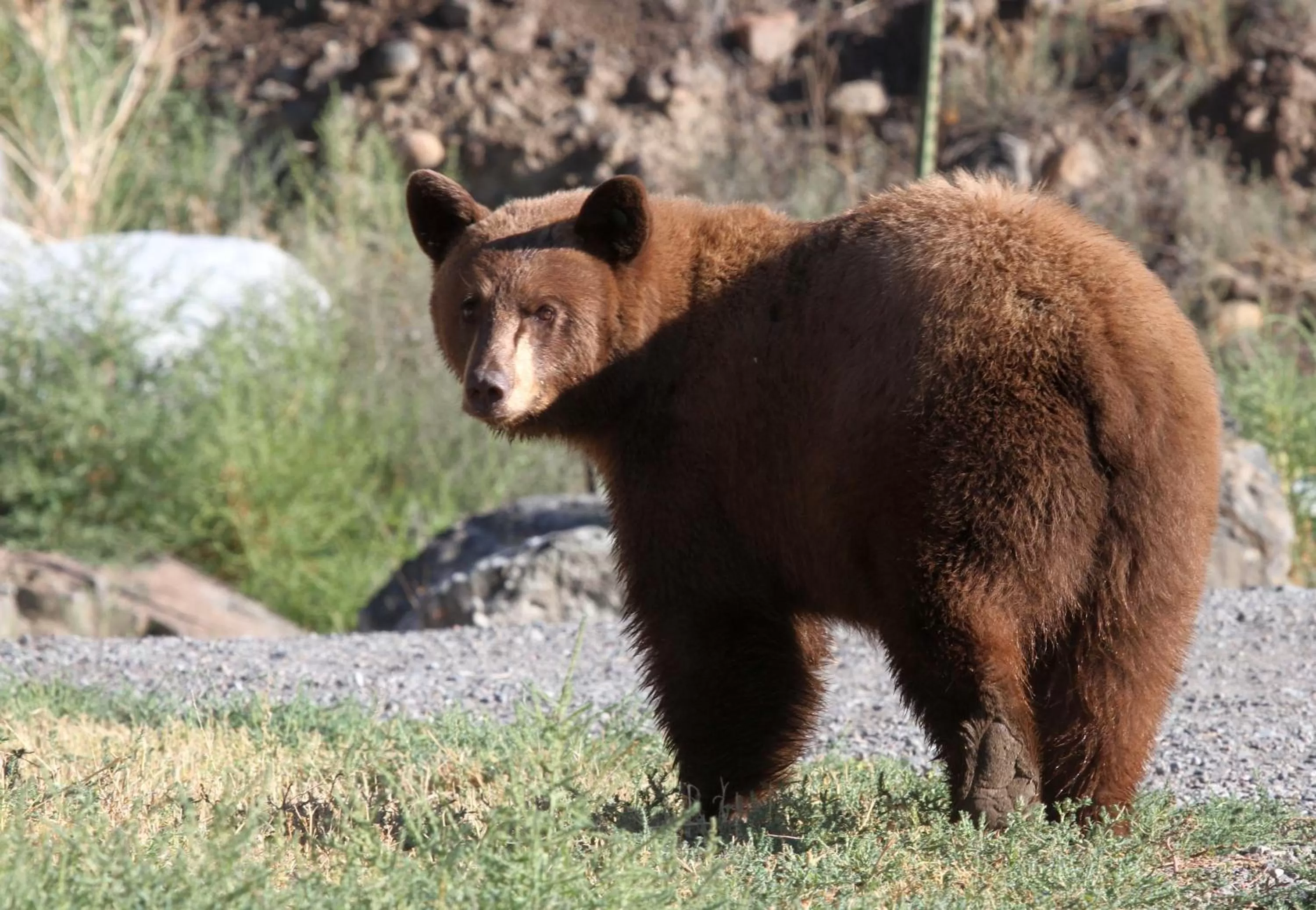 Other in Cowboy's Lodge