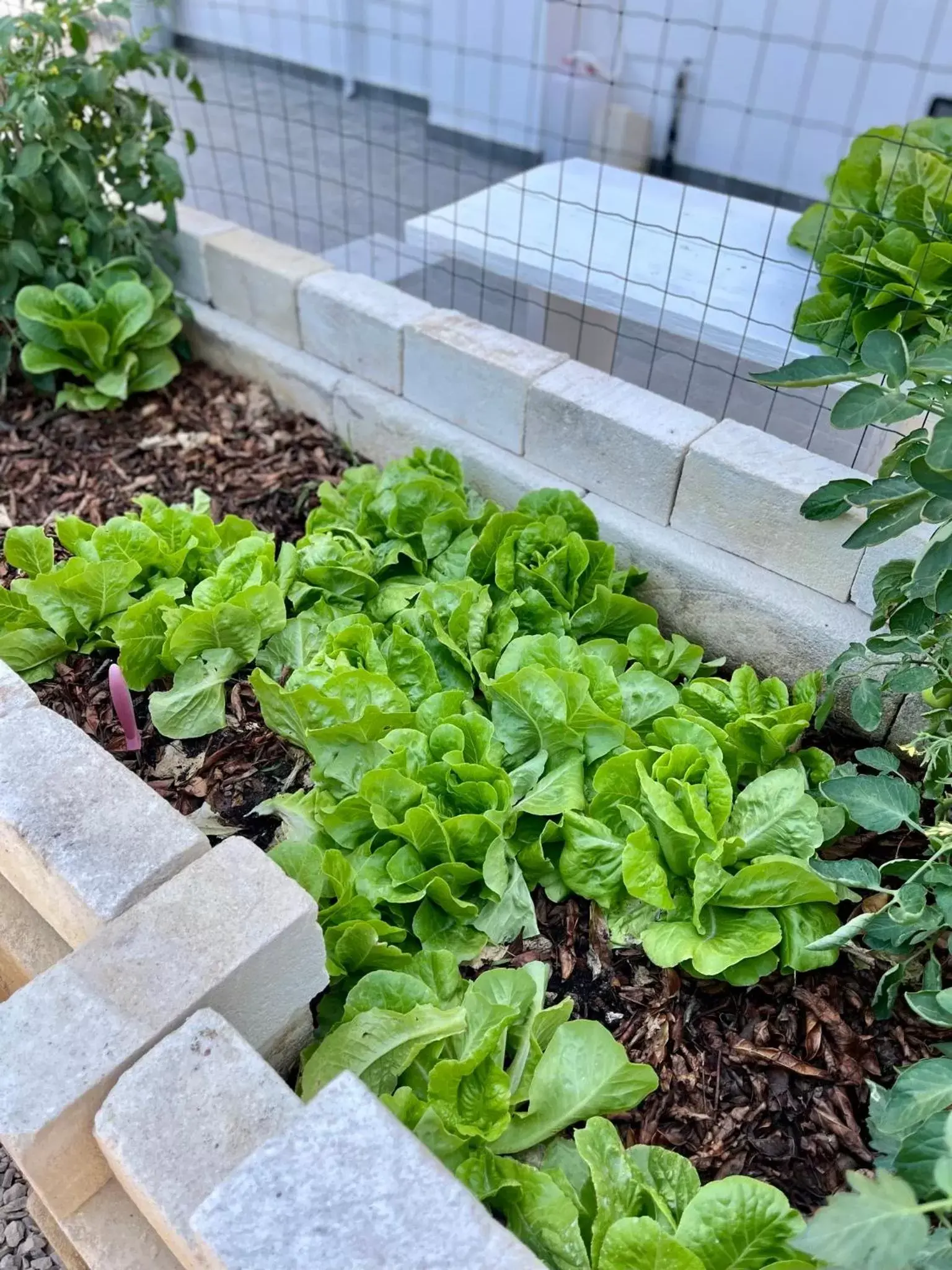 Garden in La casa di Nina