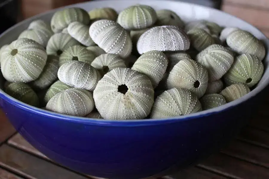 Decorative detail, Food in Palm Beach Guesthouse