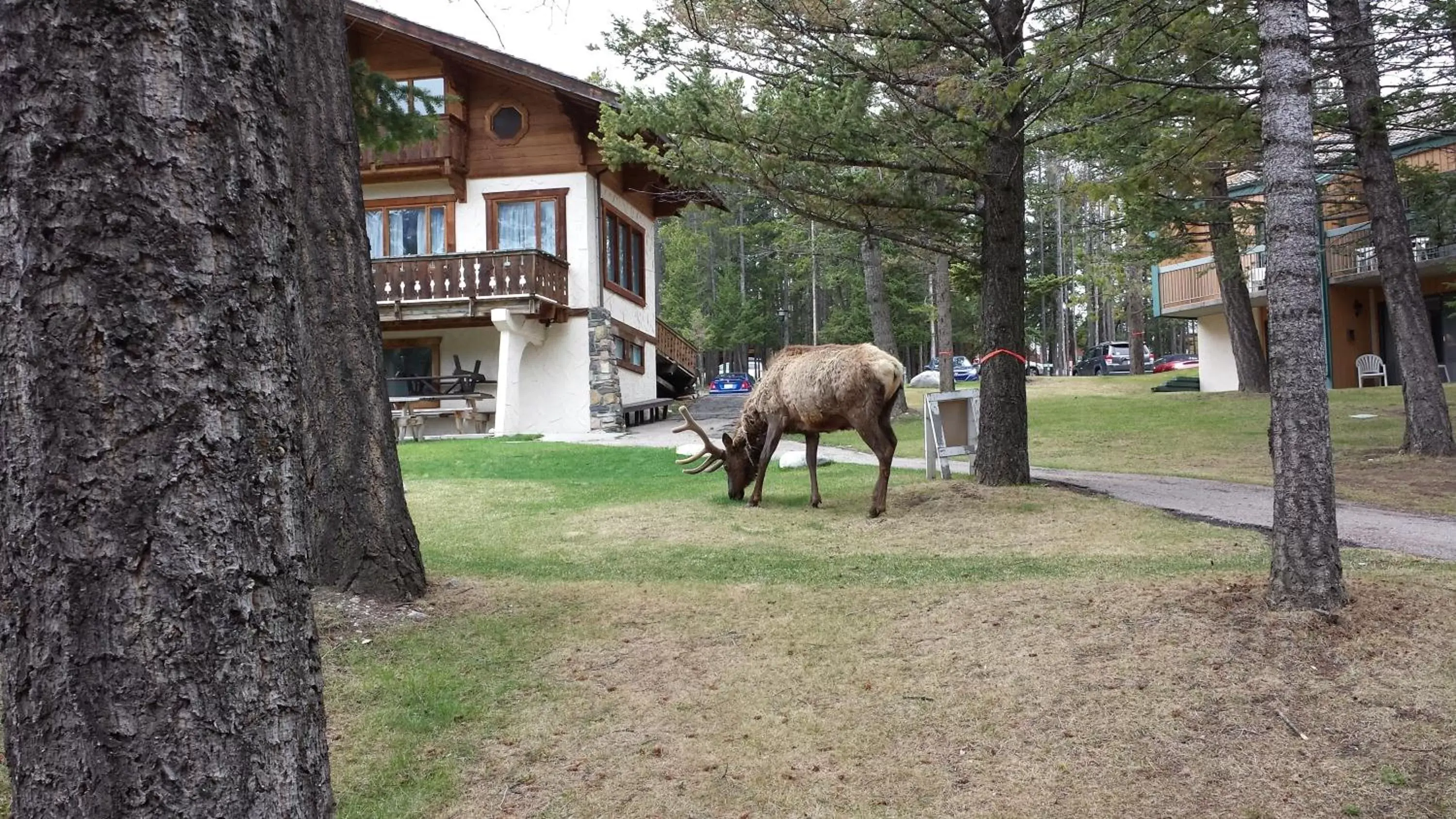 Facade/entrance, Other Animals in Douglas Fir Resort & Chalets