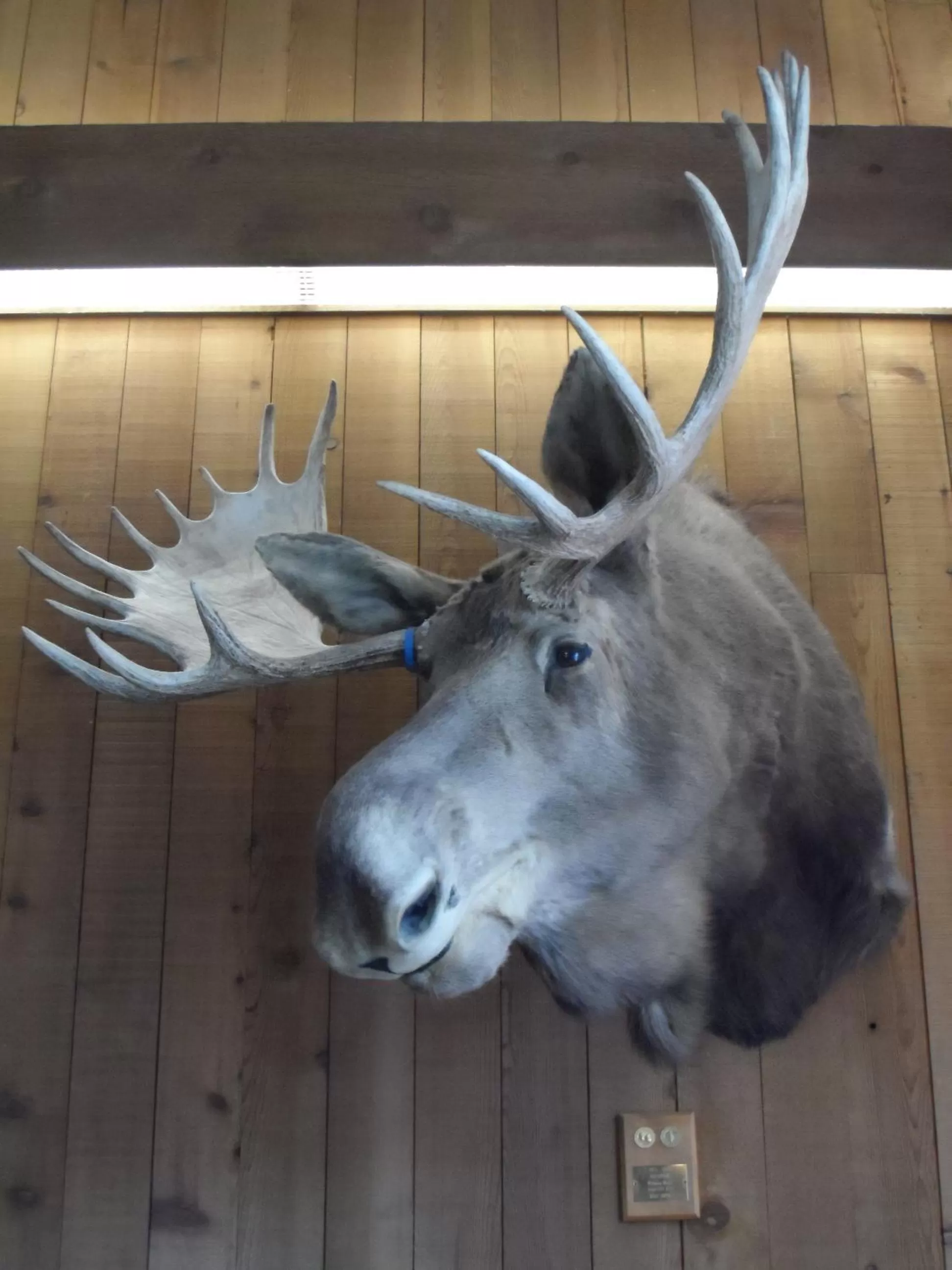 Lobby or reception in Bear Lodge Motel