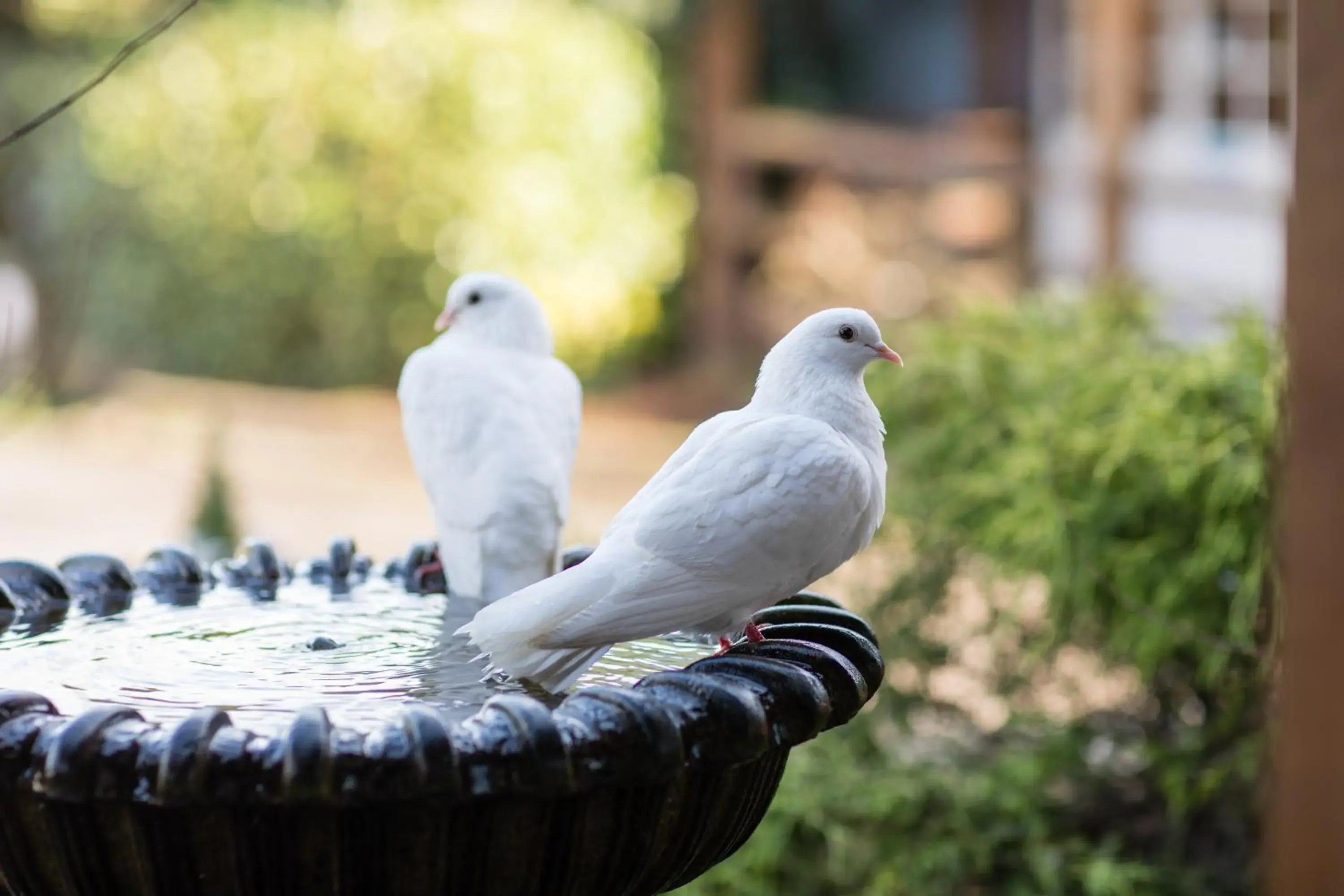 wedding, Other Animals in Slaters Country Inn