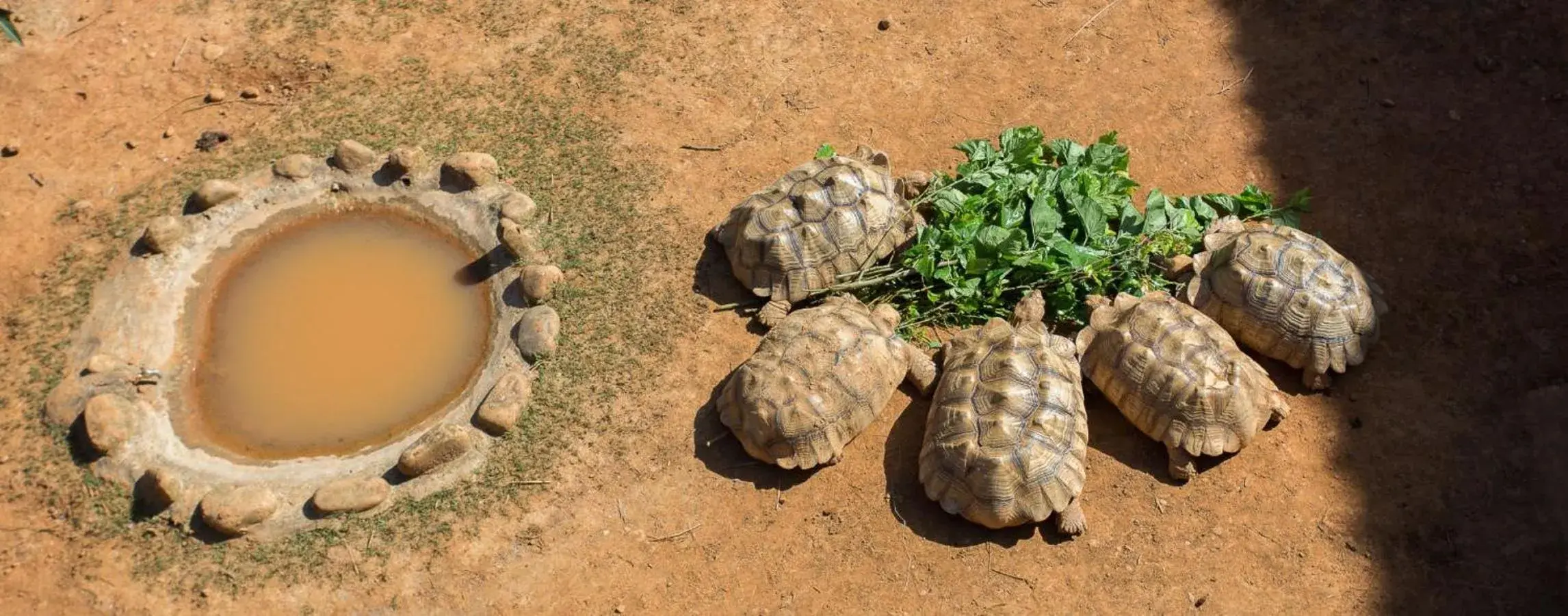 Garden view, Other Animals in Leofoo Resort Guanshi