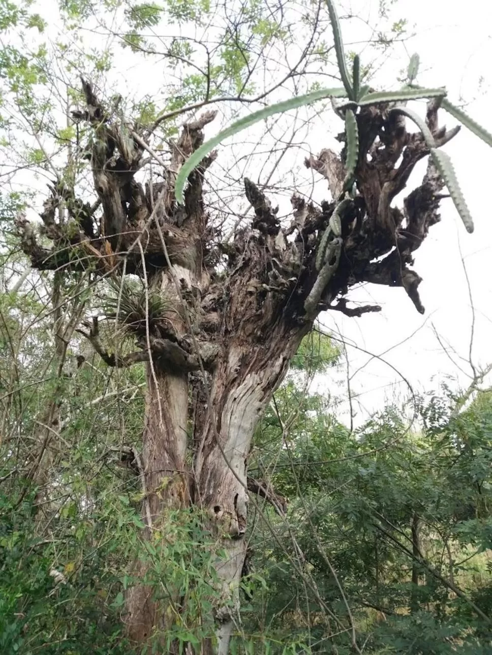 Natural landscape in Finca San Pedro