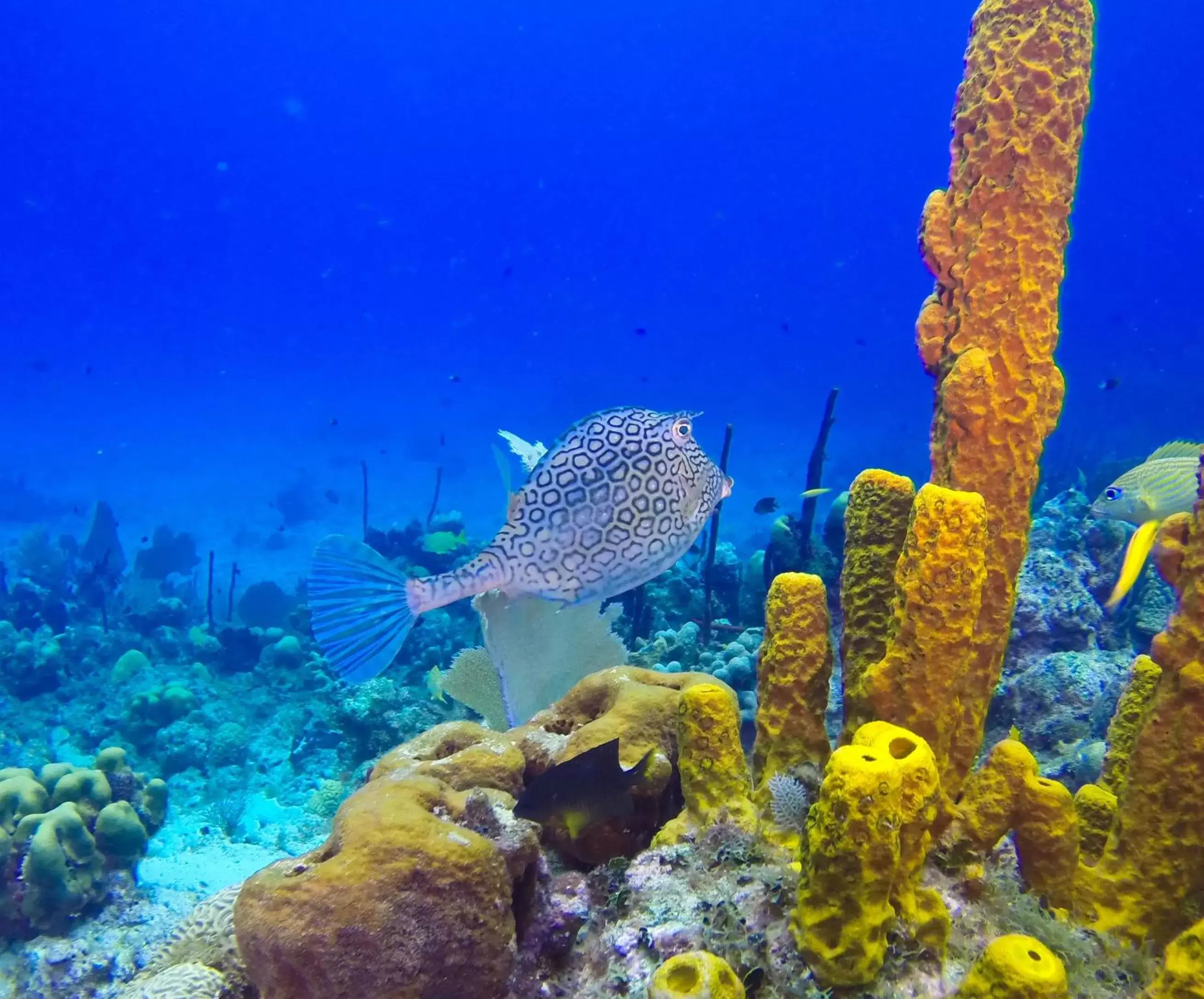Diving, Other Animals in Riviera Punta Cana Eco Travelers
