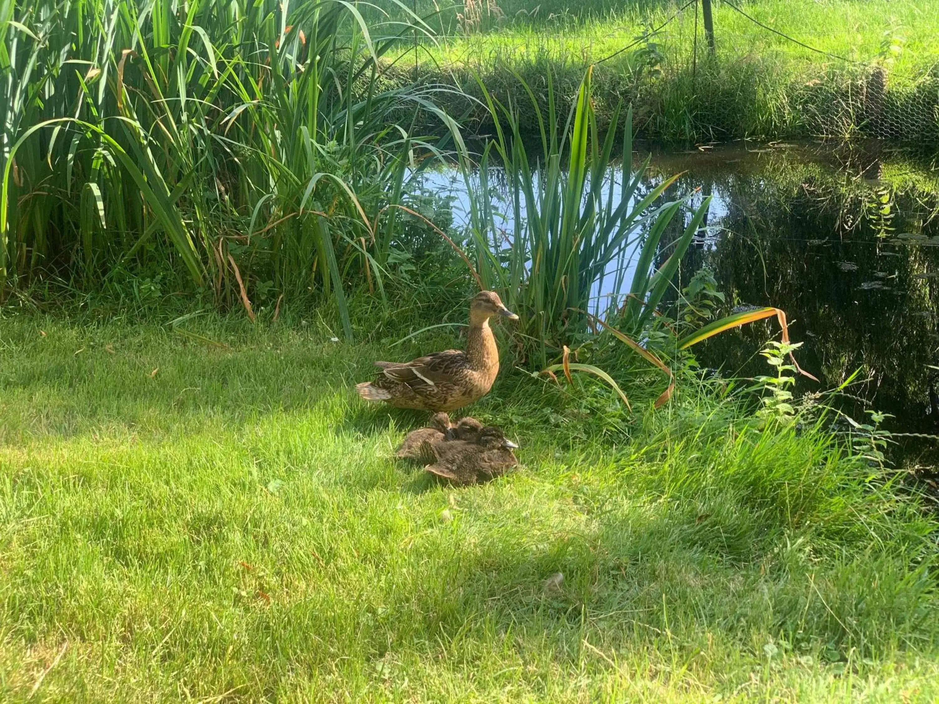 Other Animals in B&B De Hooiberg Edam-Volendam