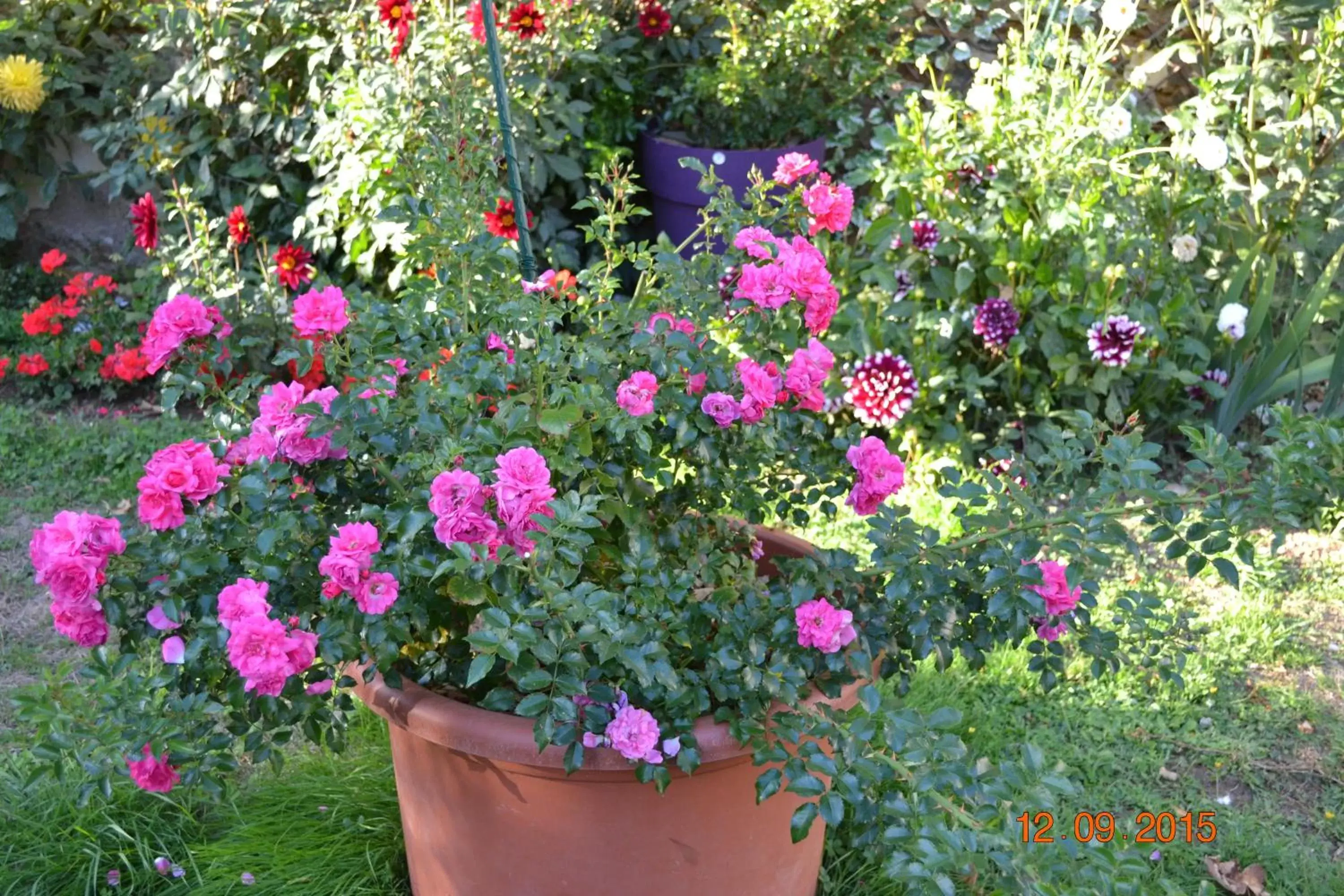 Garden in Hôtel Le Castel