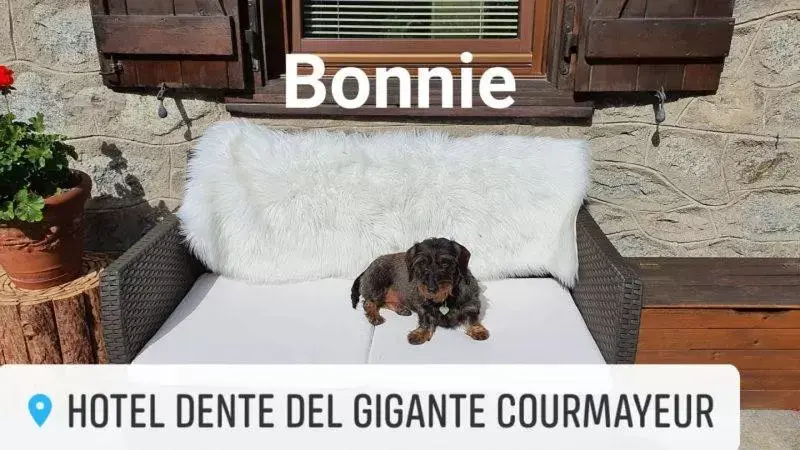 Pets, Property Logo/Sign in Hotel Dente Del Gigante