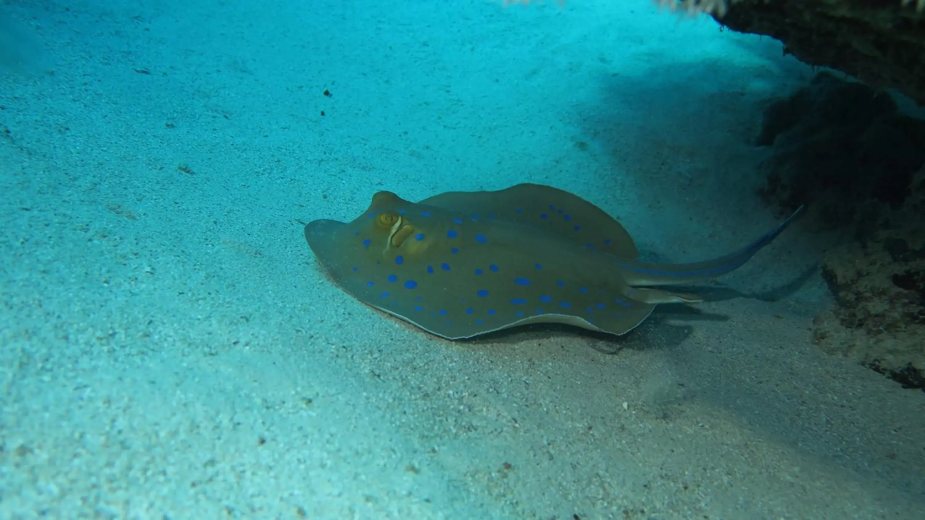 Snorkeling, Bird's-eye View in Coral Sun Beach