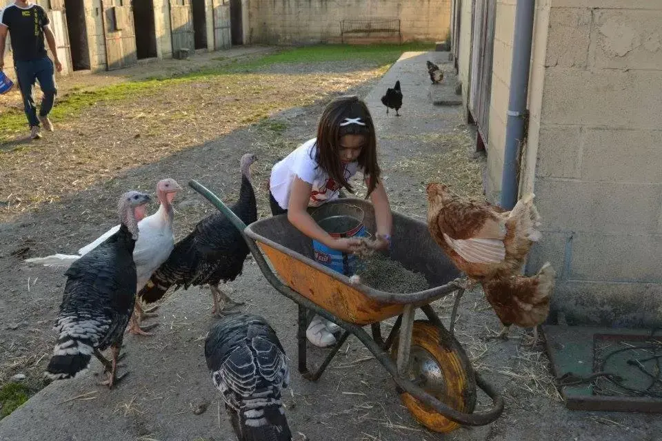 Animals in Hotel Rural Yeguada Albeitar