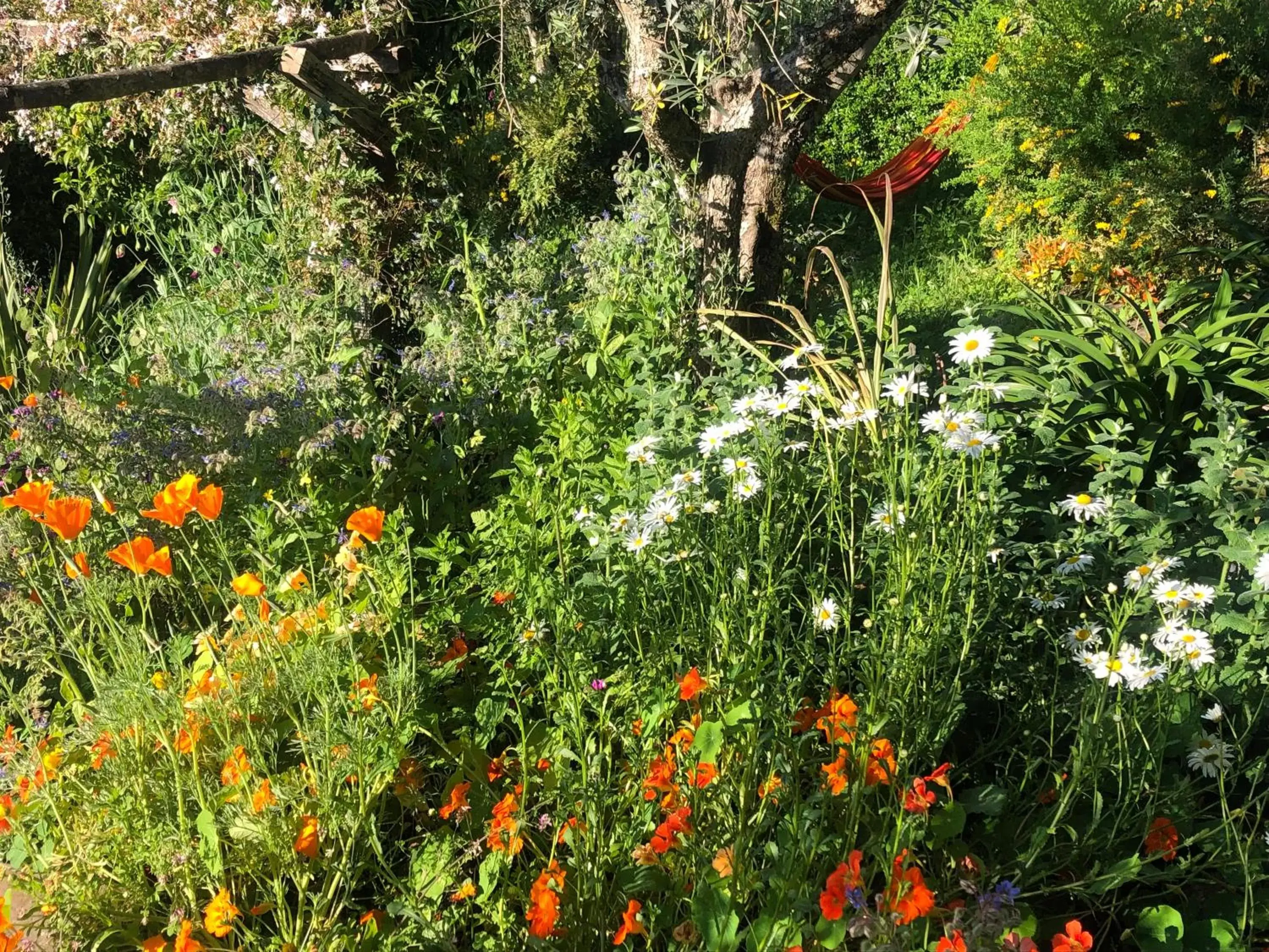 Garden in House Of The Three Marias