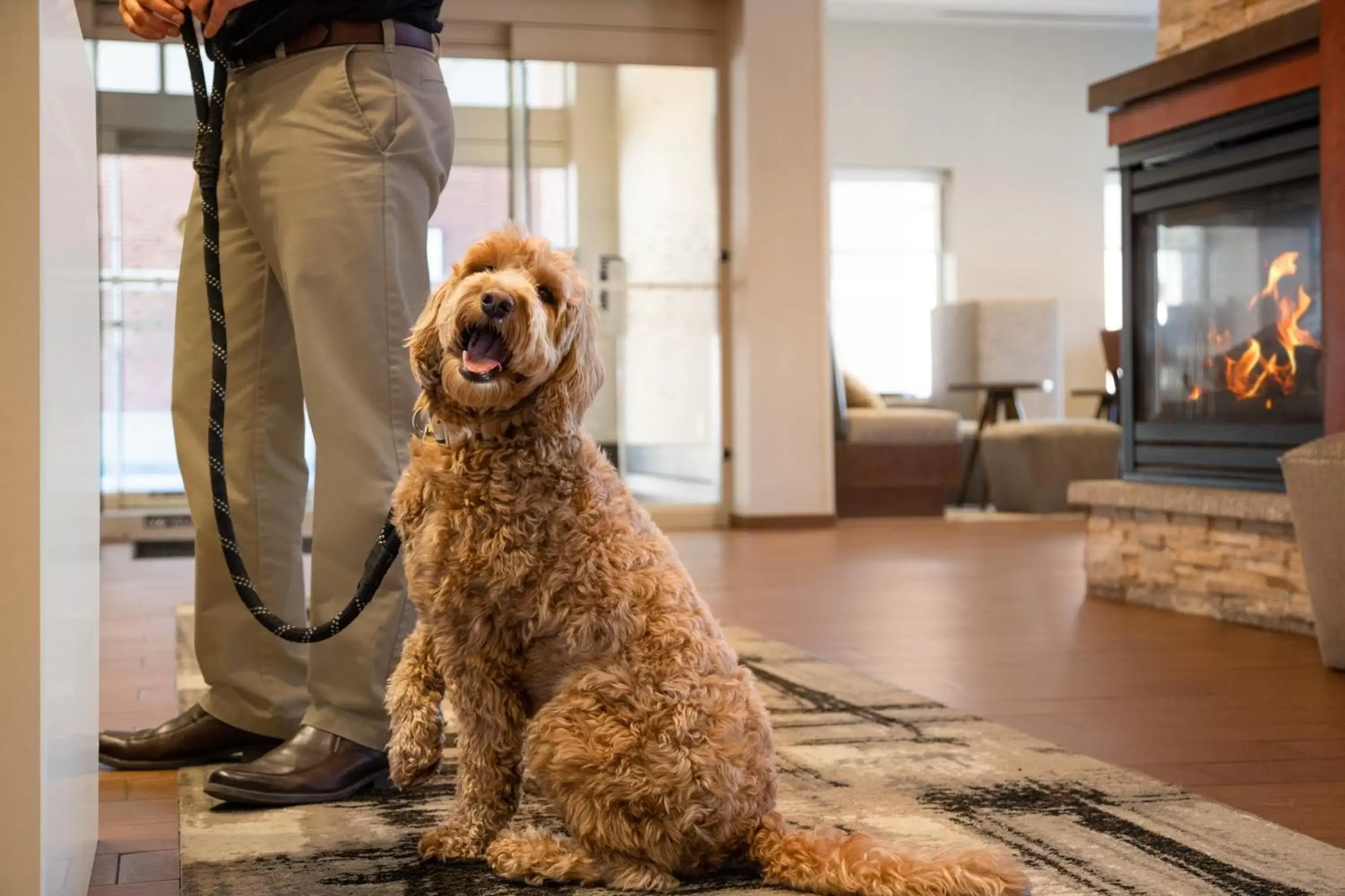 Pets in Hampton Inn Portland Downtown Waterfront